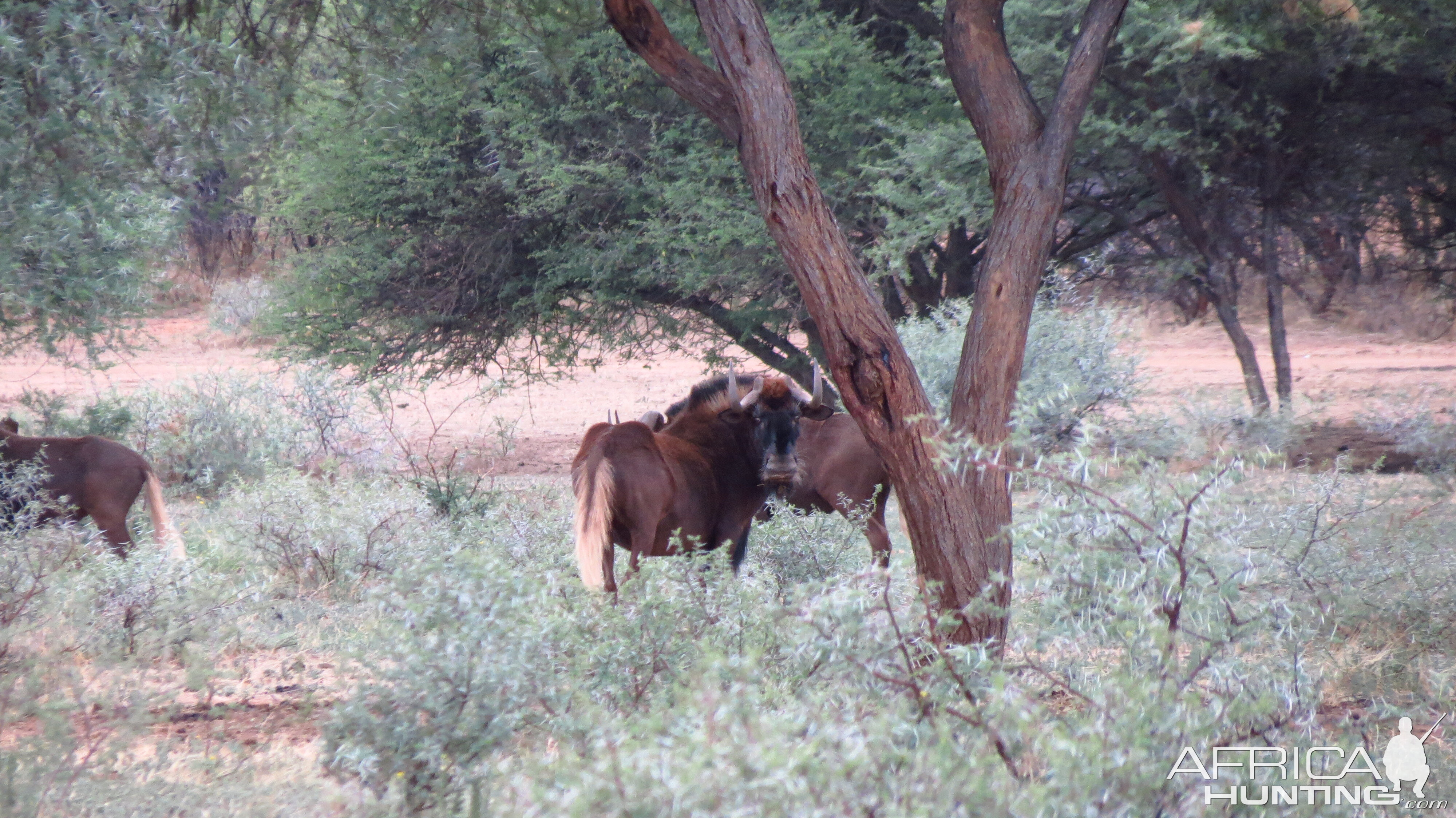 Black Wildebeest Namibia