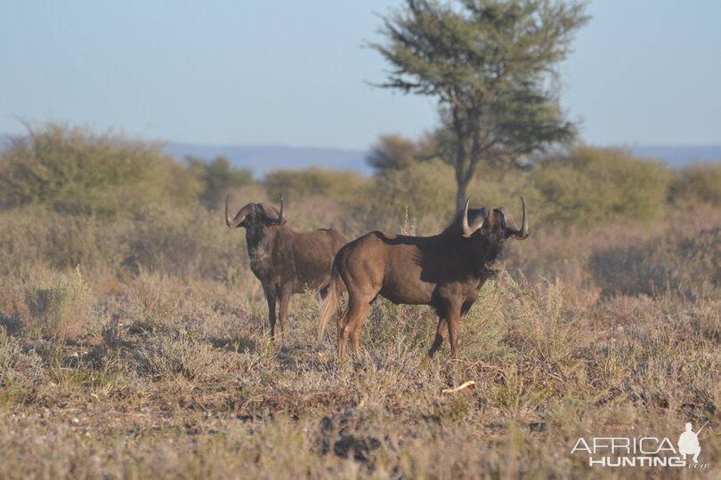 Black Wildebeest Namibia