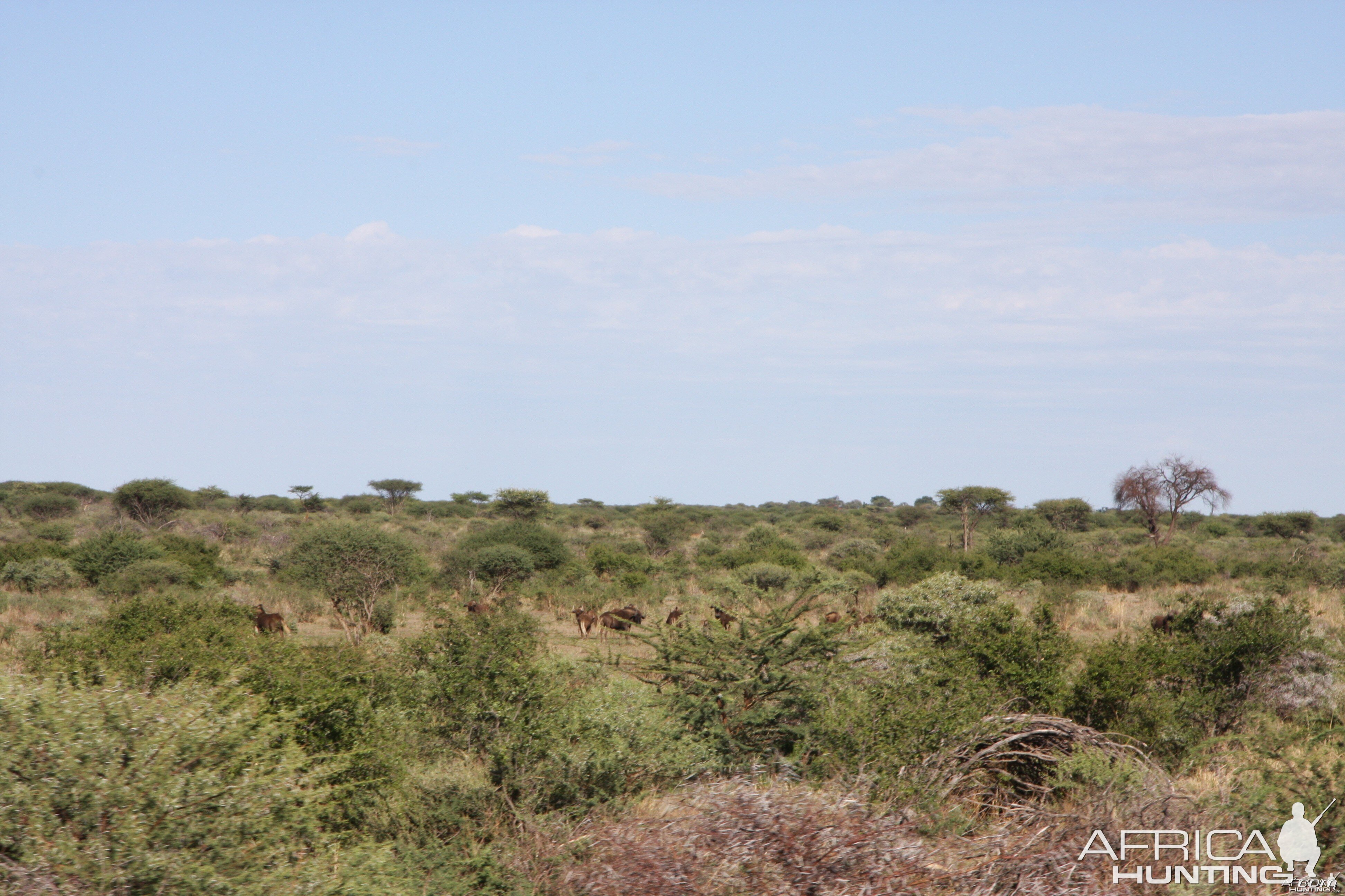 Black Wildebeest Namibia