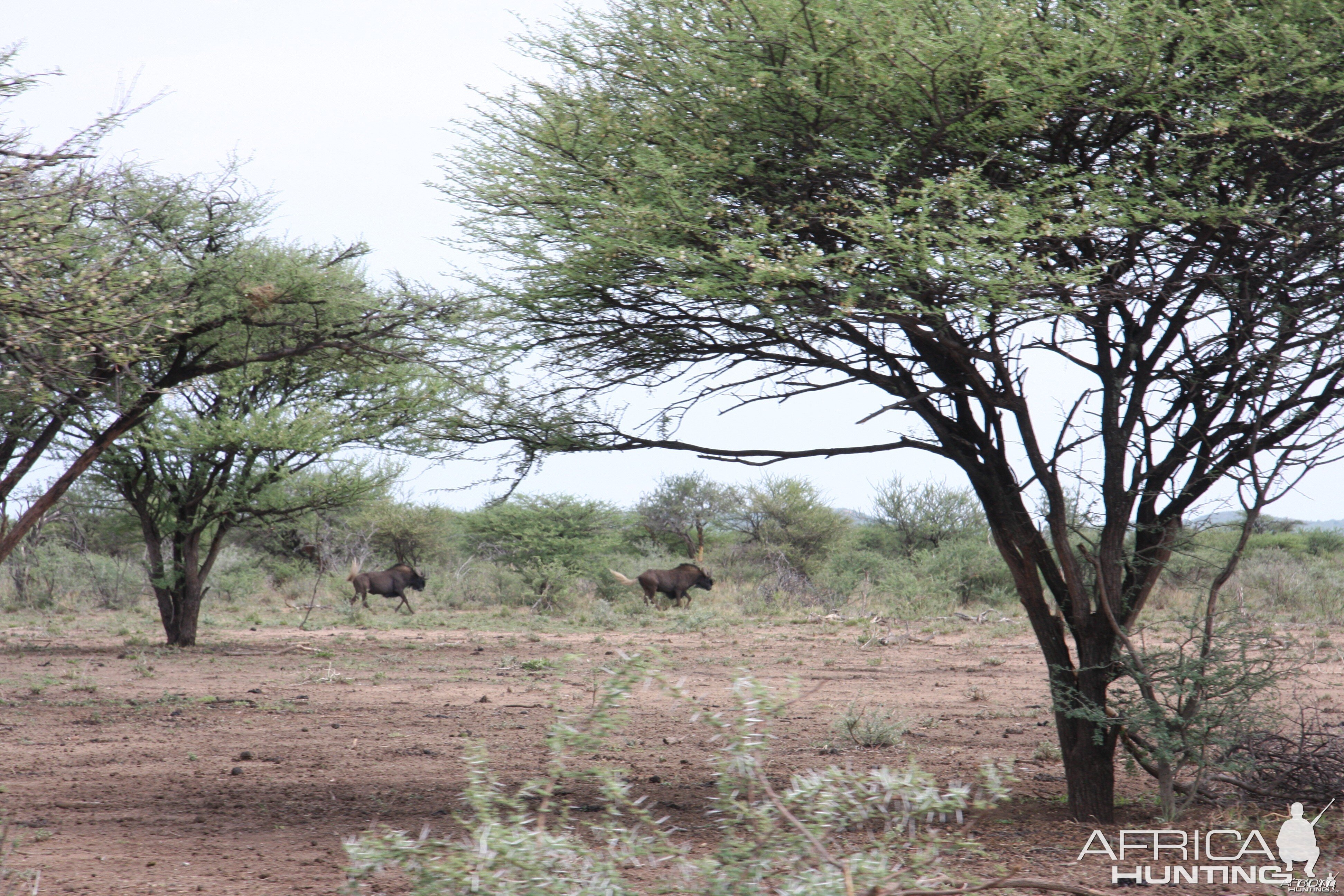 Black Wildebeest Namibia