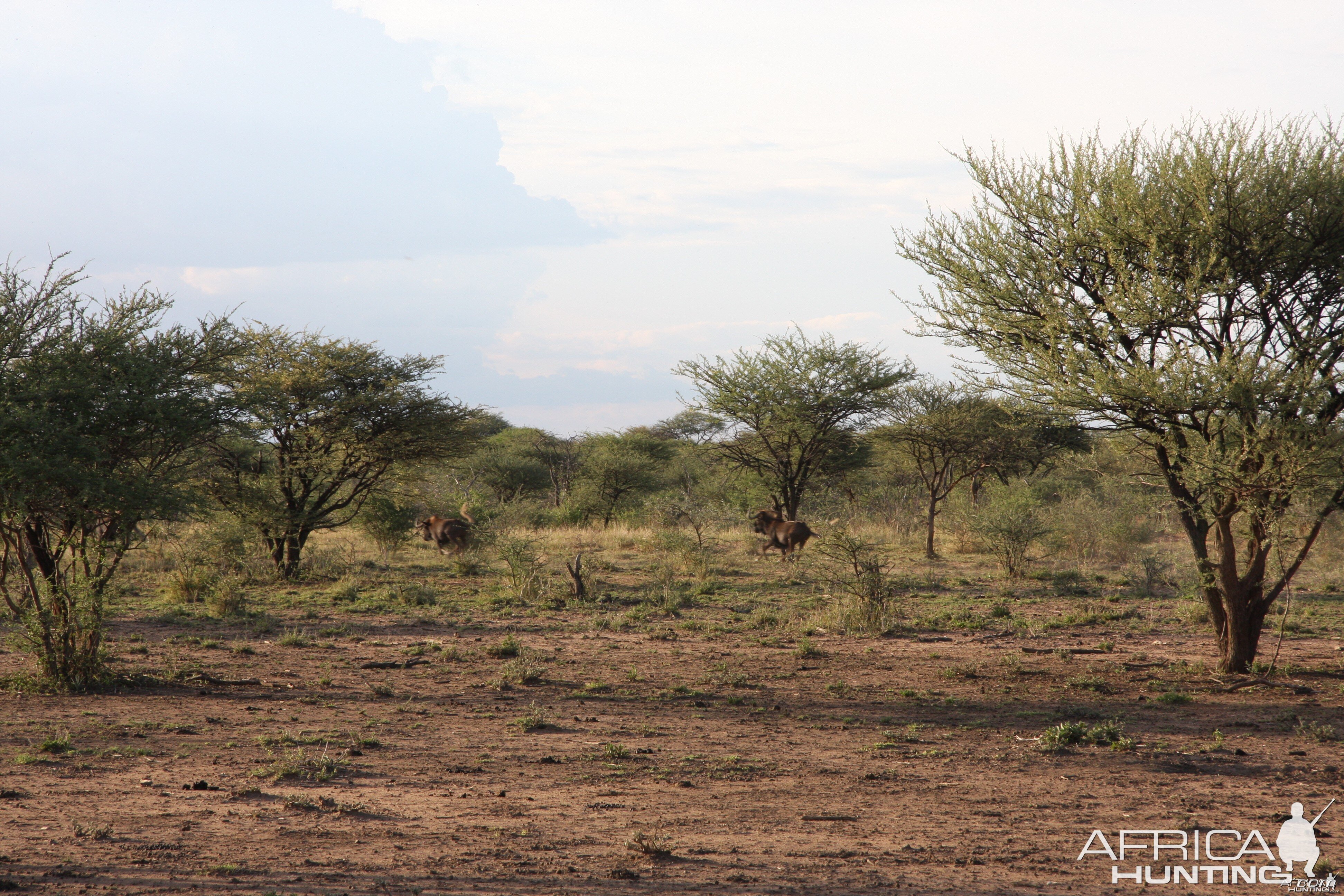 Black Wildebeest Namibia