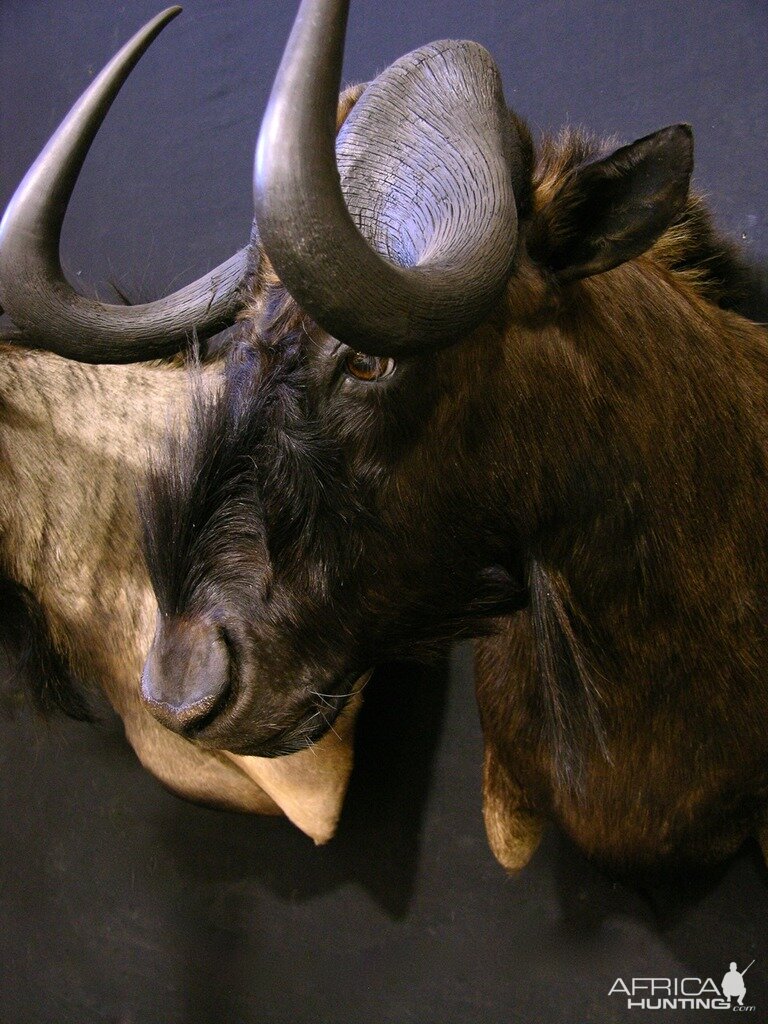 Black Wildebeest Shoulder Mount Taxidermy Close Up