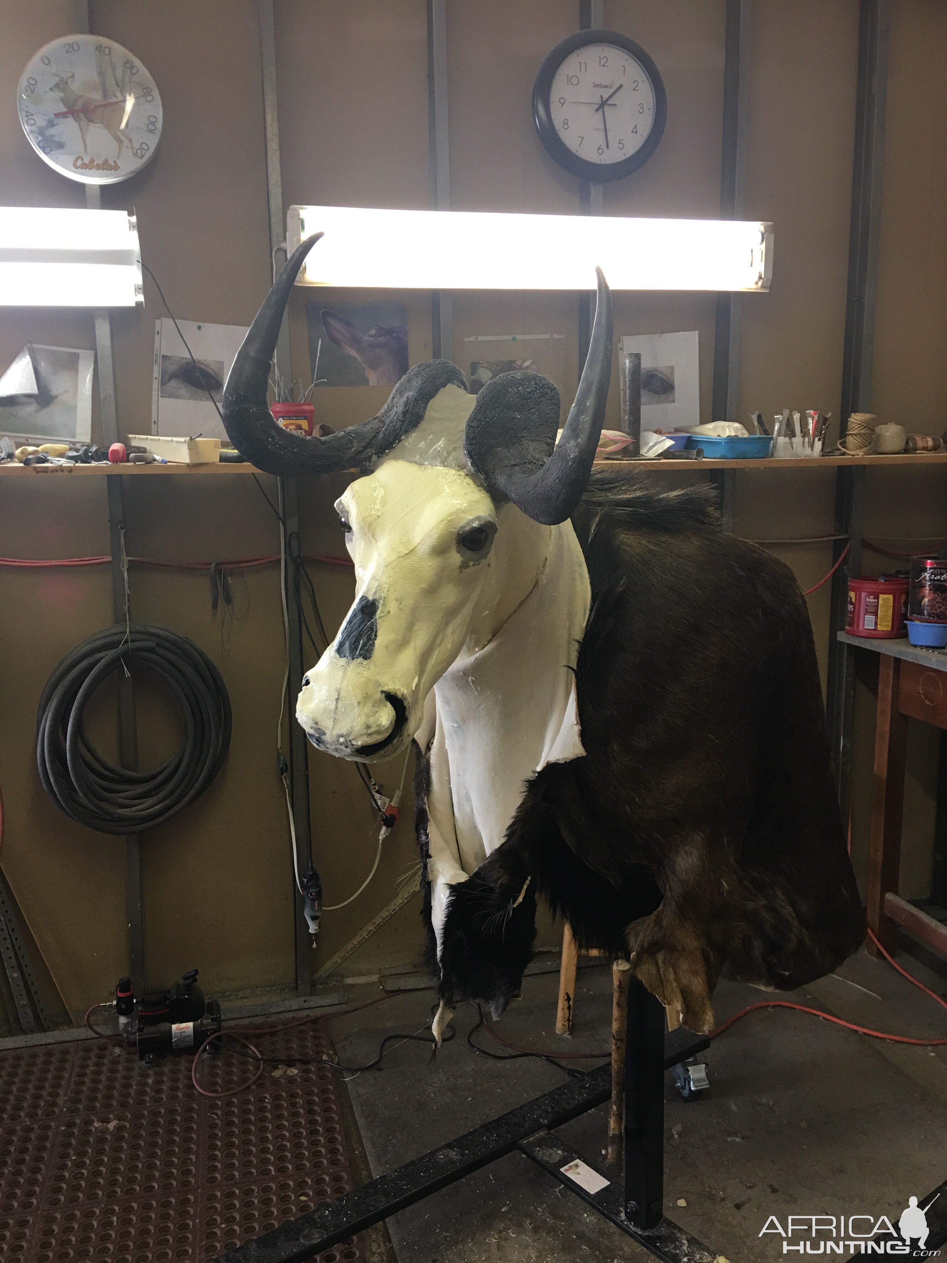 Black Wildebeest Shoulder Mount Taxidermy Progress