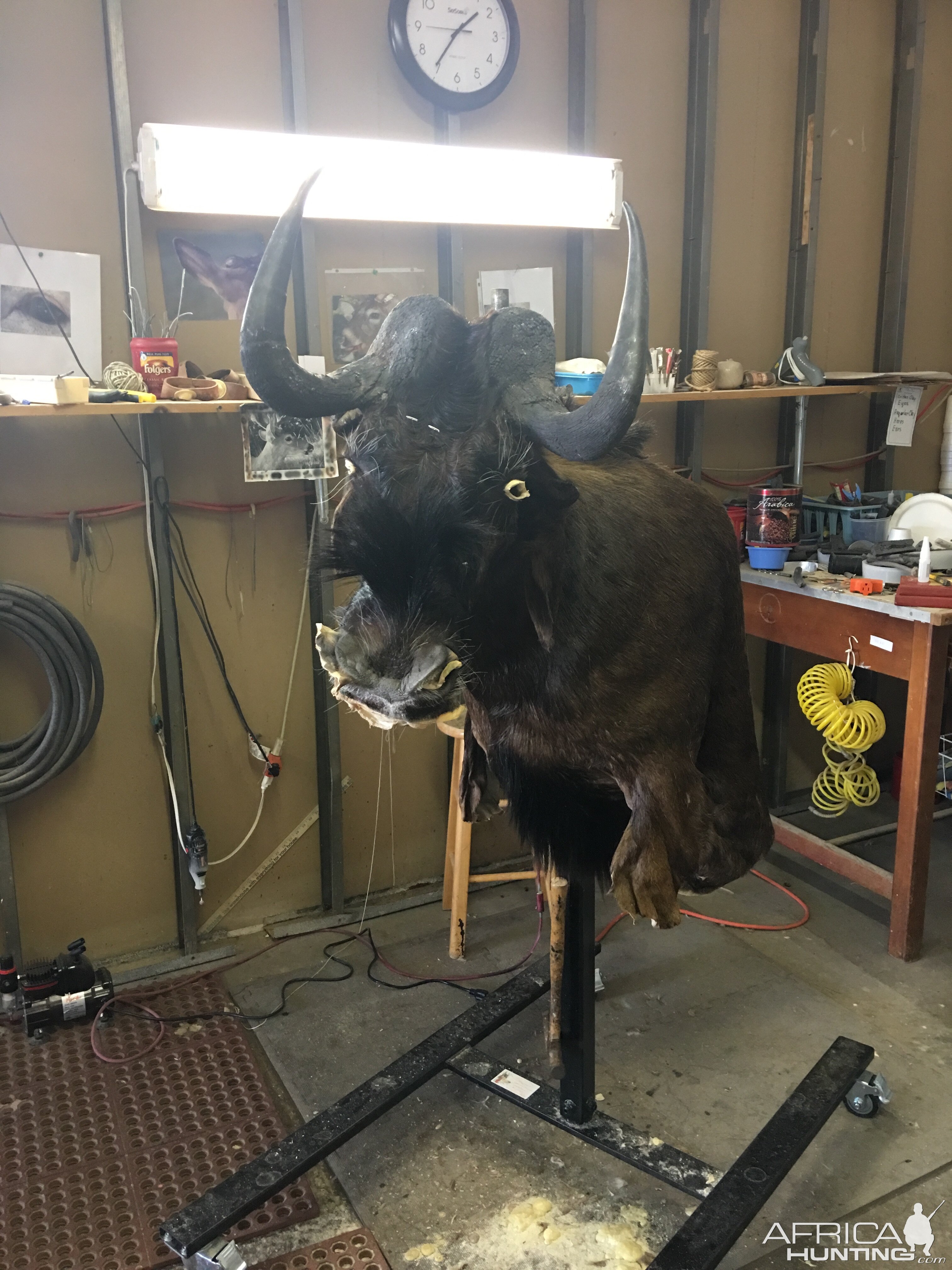 Black Wildebeest Shoulder Mount Taxidermy Progress