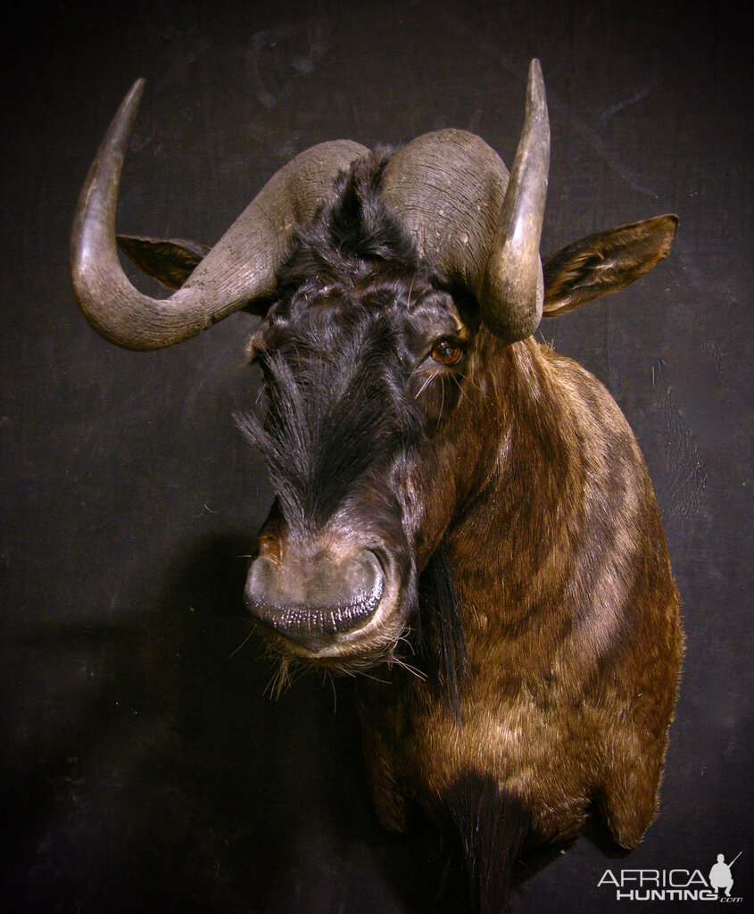 Black Wildebeest Shoulder Mount Taxidermy