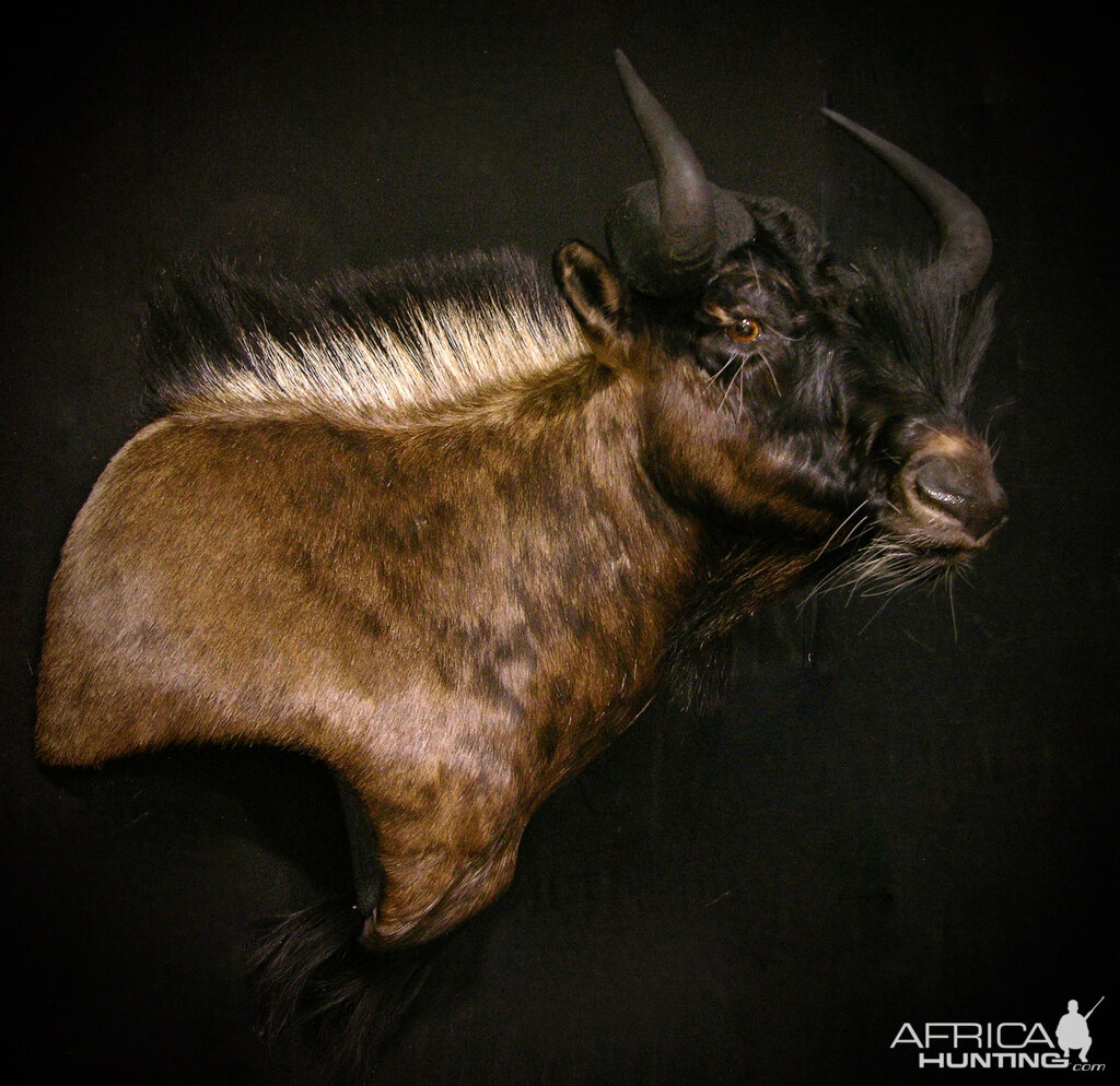 Black Wildebeest Shoulder Mount Taxidermy