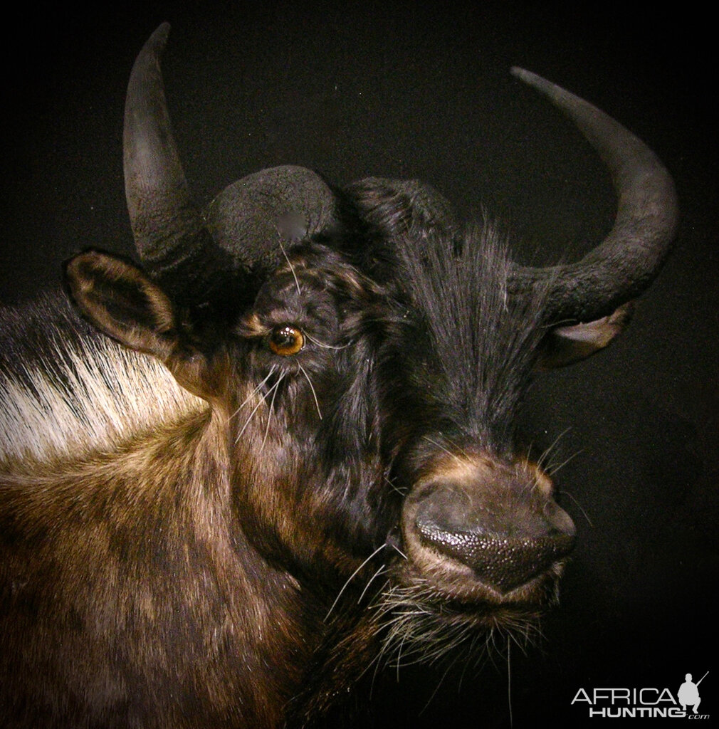 Black Wildebeest Shoulder Mount Taxidermy