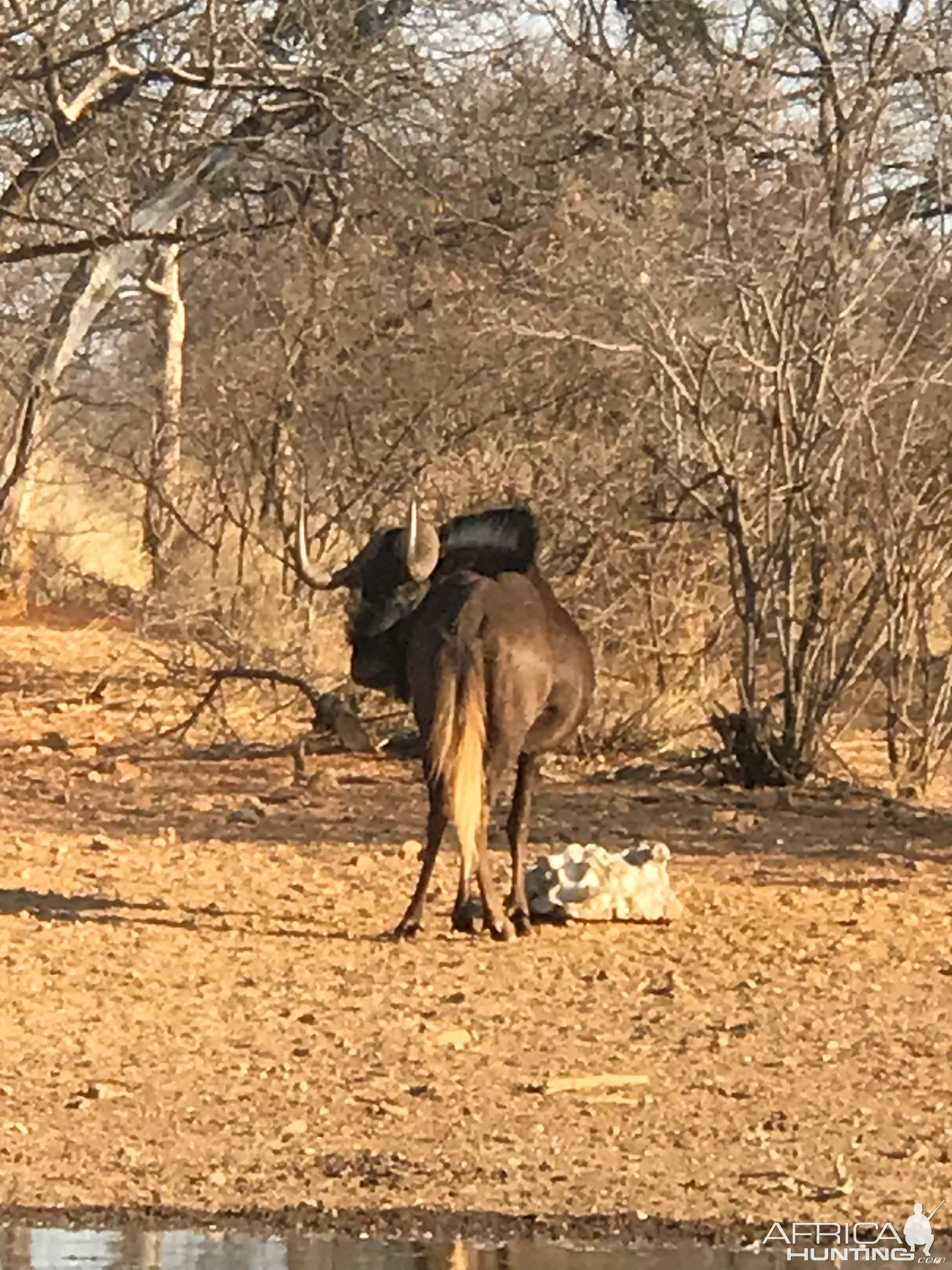 Black Wildebeest South Africa