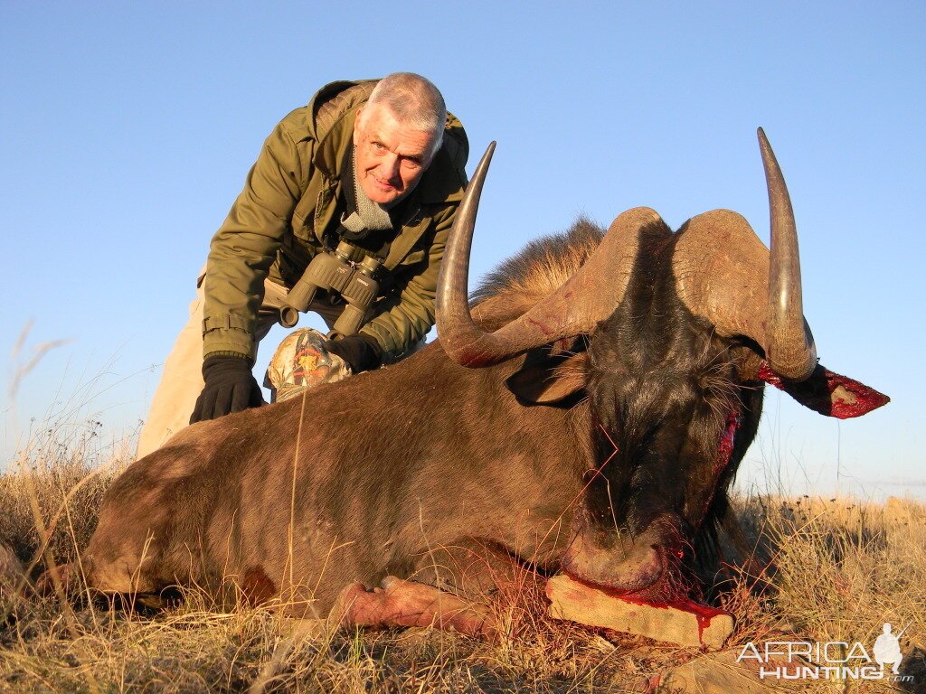 Black Wildebeest South Africa