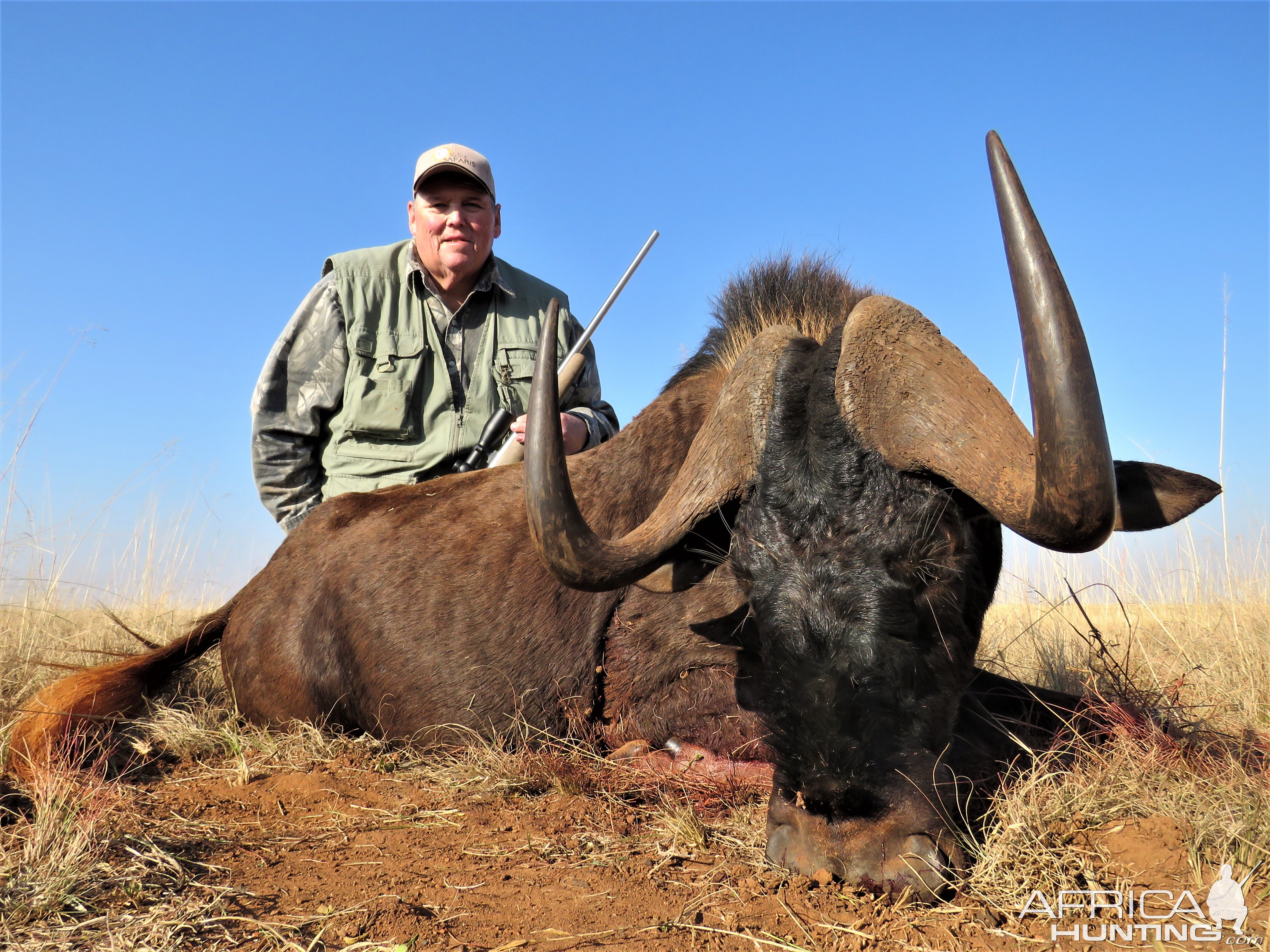 Black Wildebeest South Africa