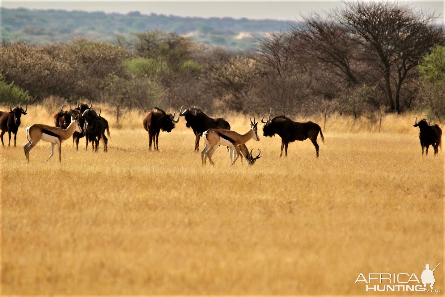 Black Wildebeest & Springbok Namibia