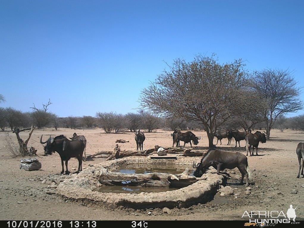 Black Wildebeest Trial Cam