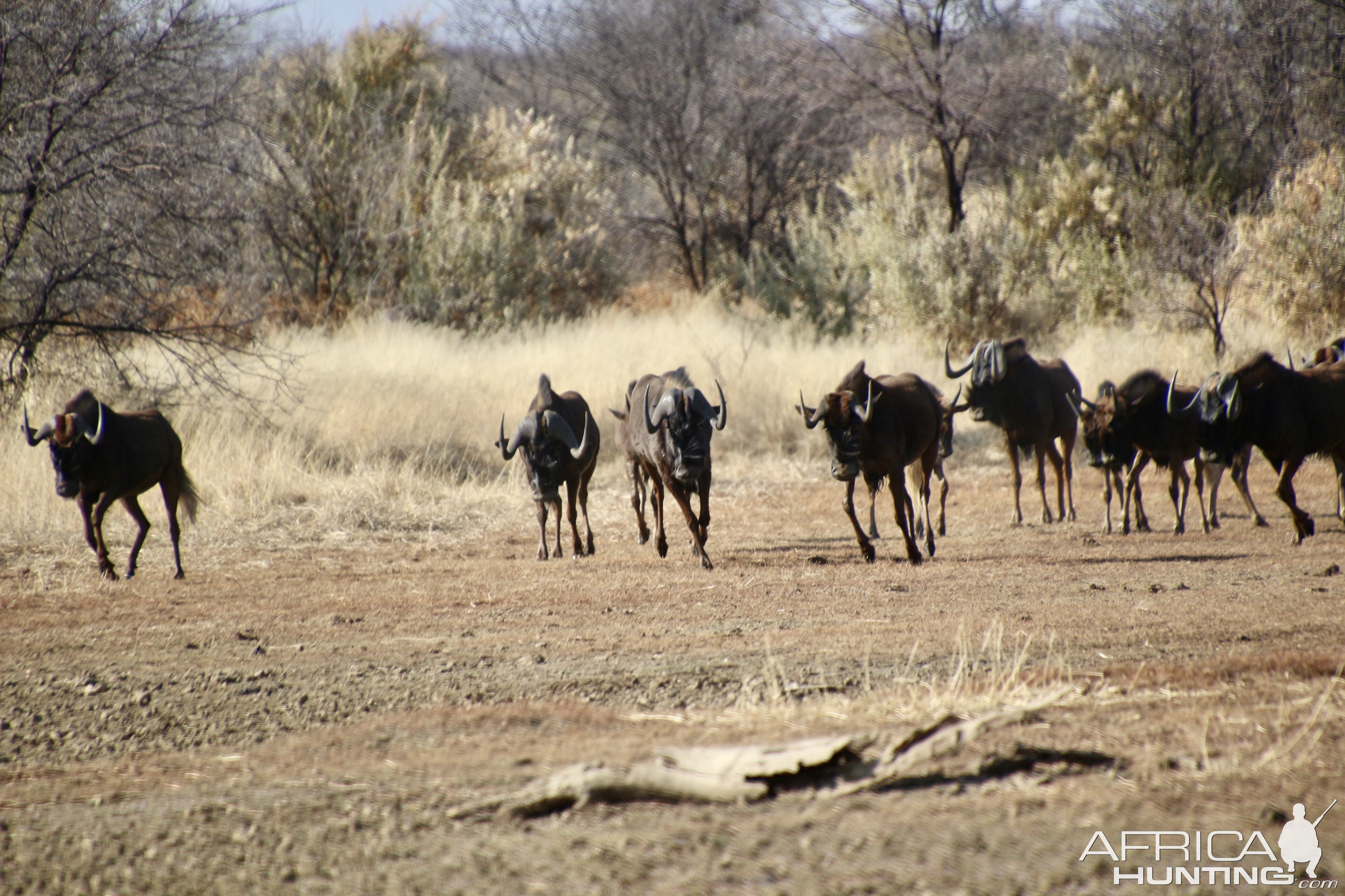 Black wildebeest