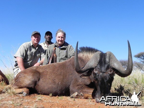 Black Wildebeest