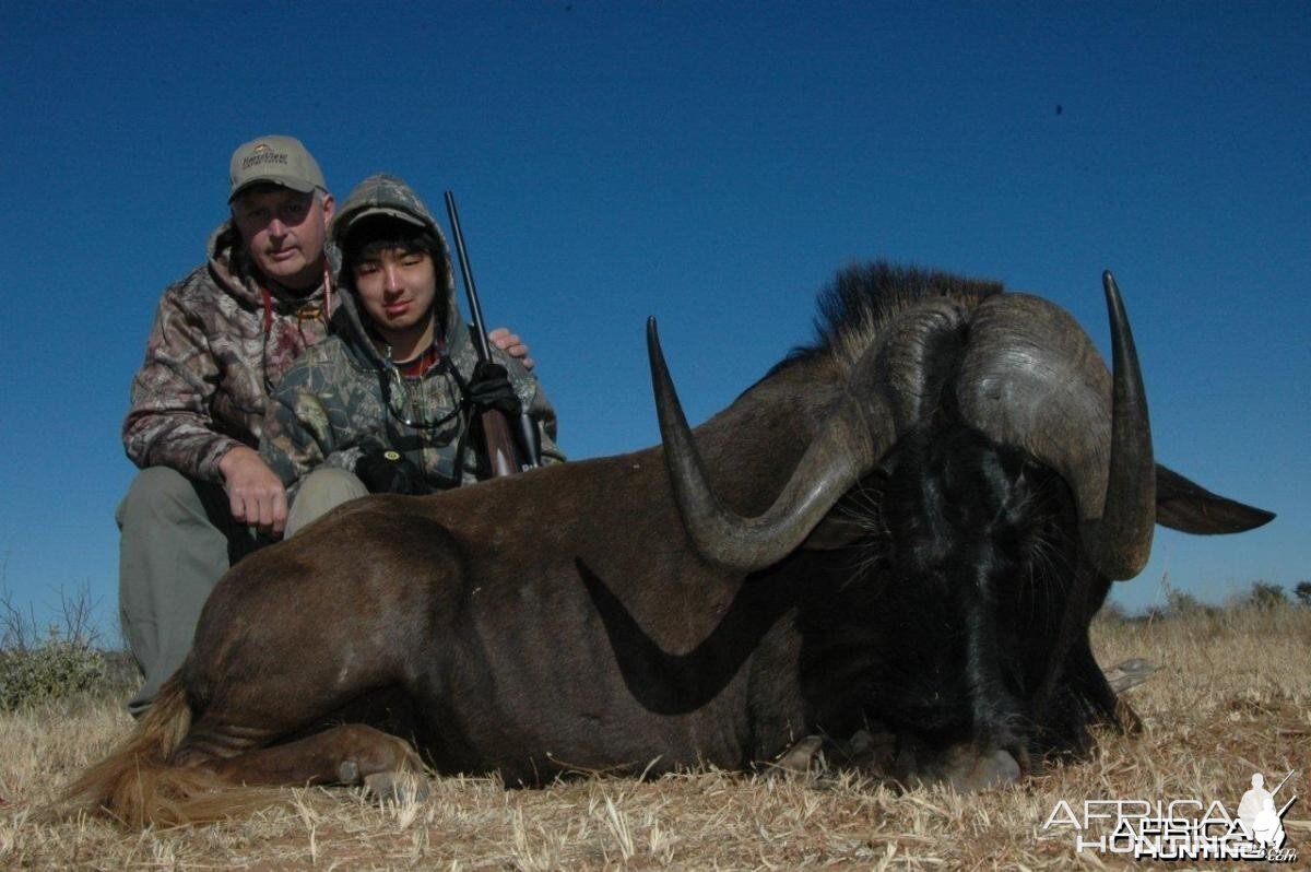 Black Wildebeest