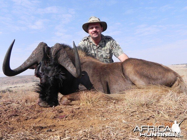 Black Wildebeest