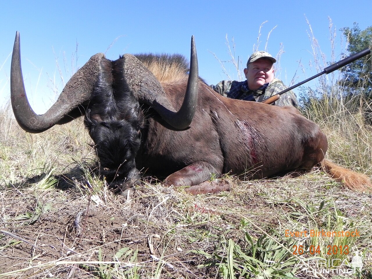 Black Wildebeest