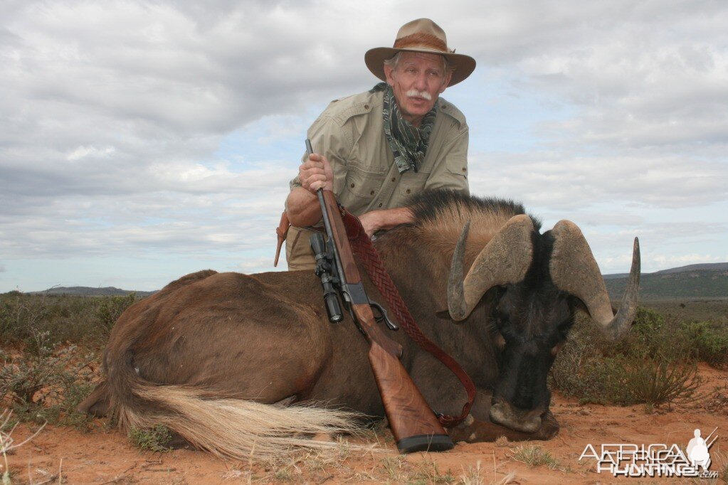 Black Wildebeest