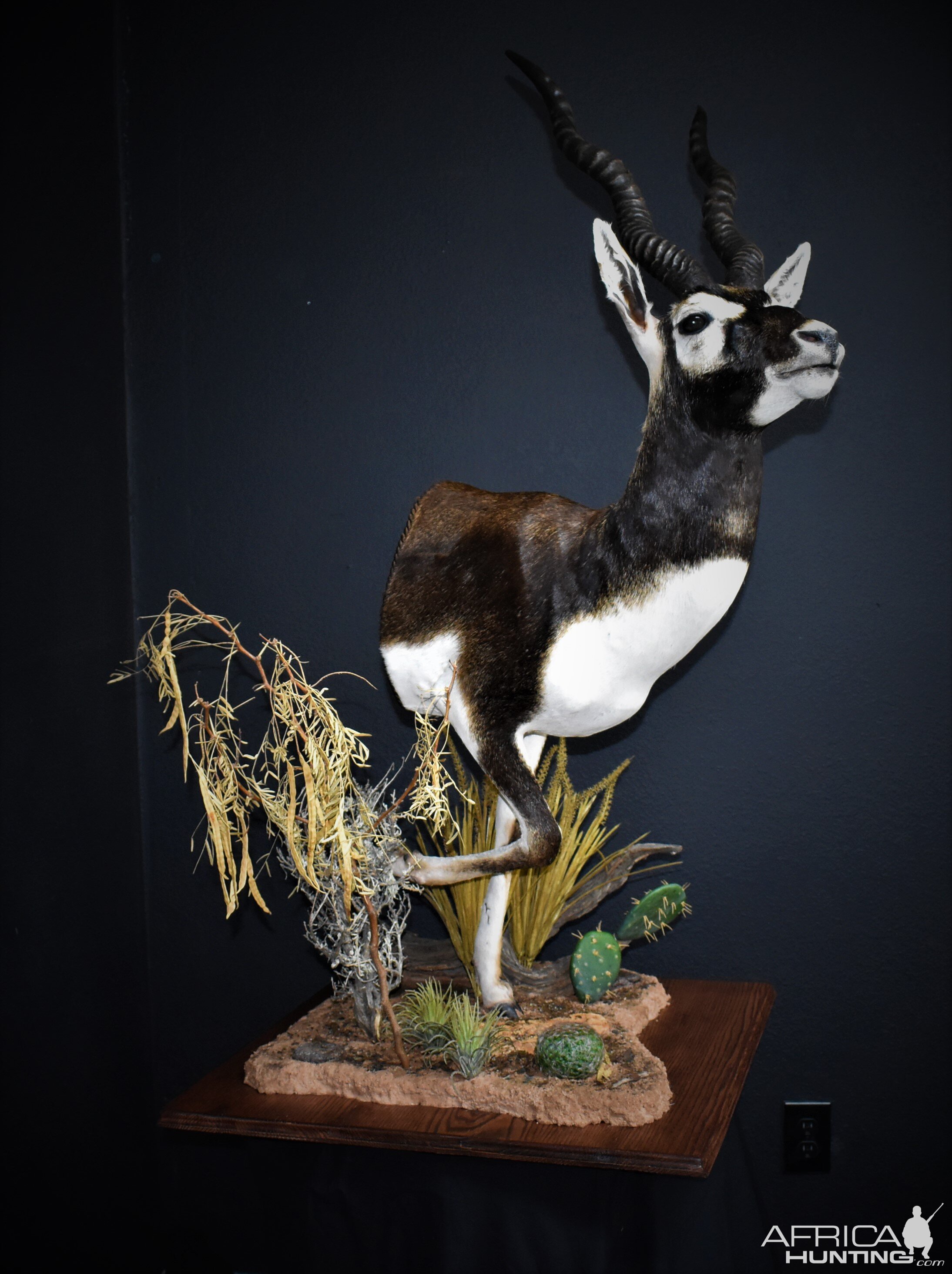 Blackbuck Antelope Half Mount Taxidermy