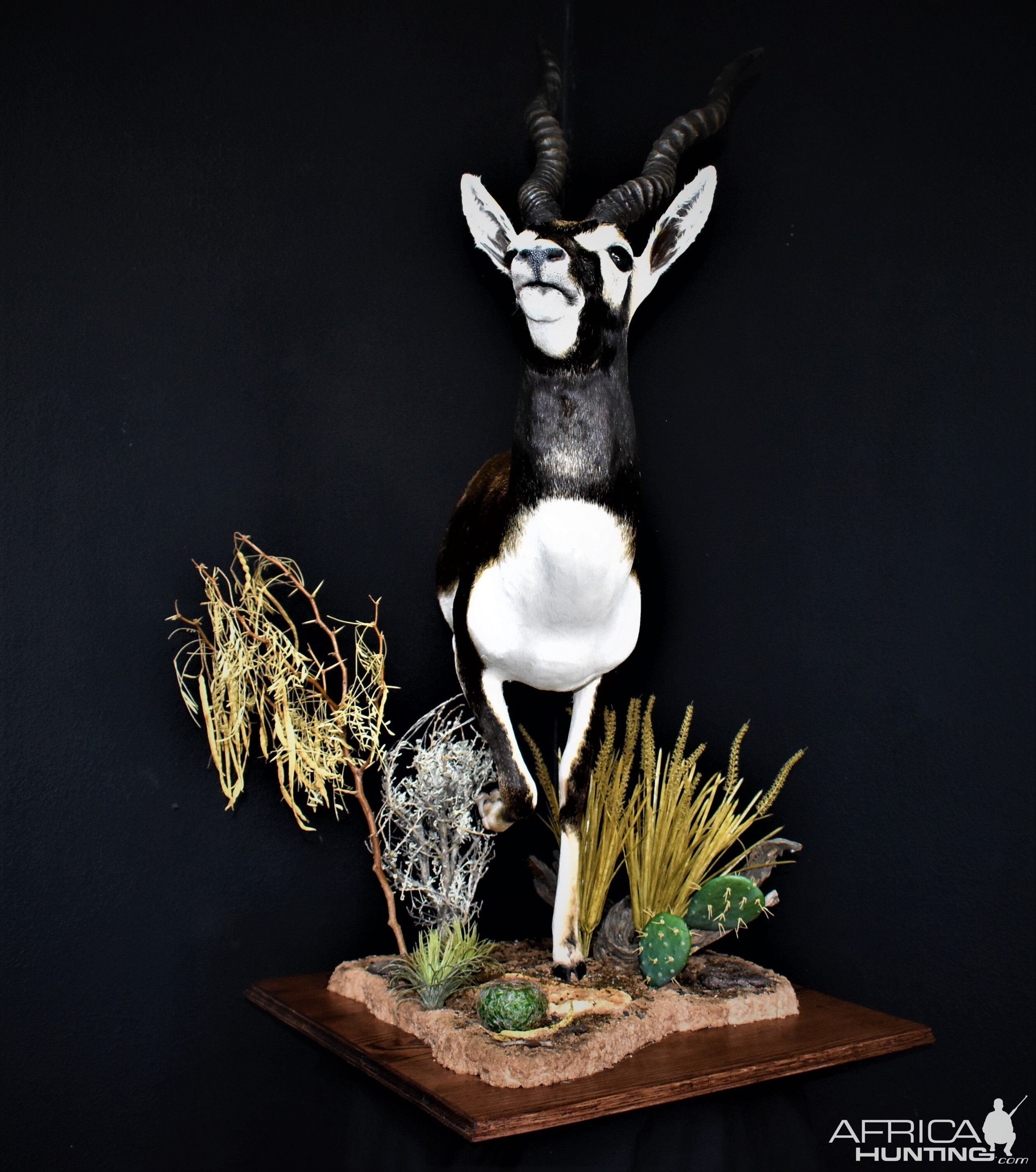 Blackbuck Antelope Half Mount Taxidermy