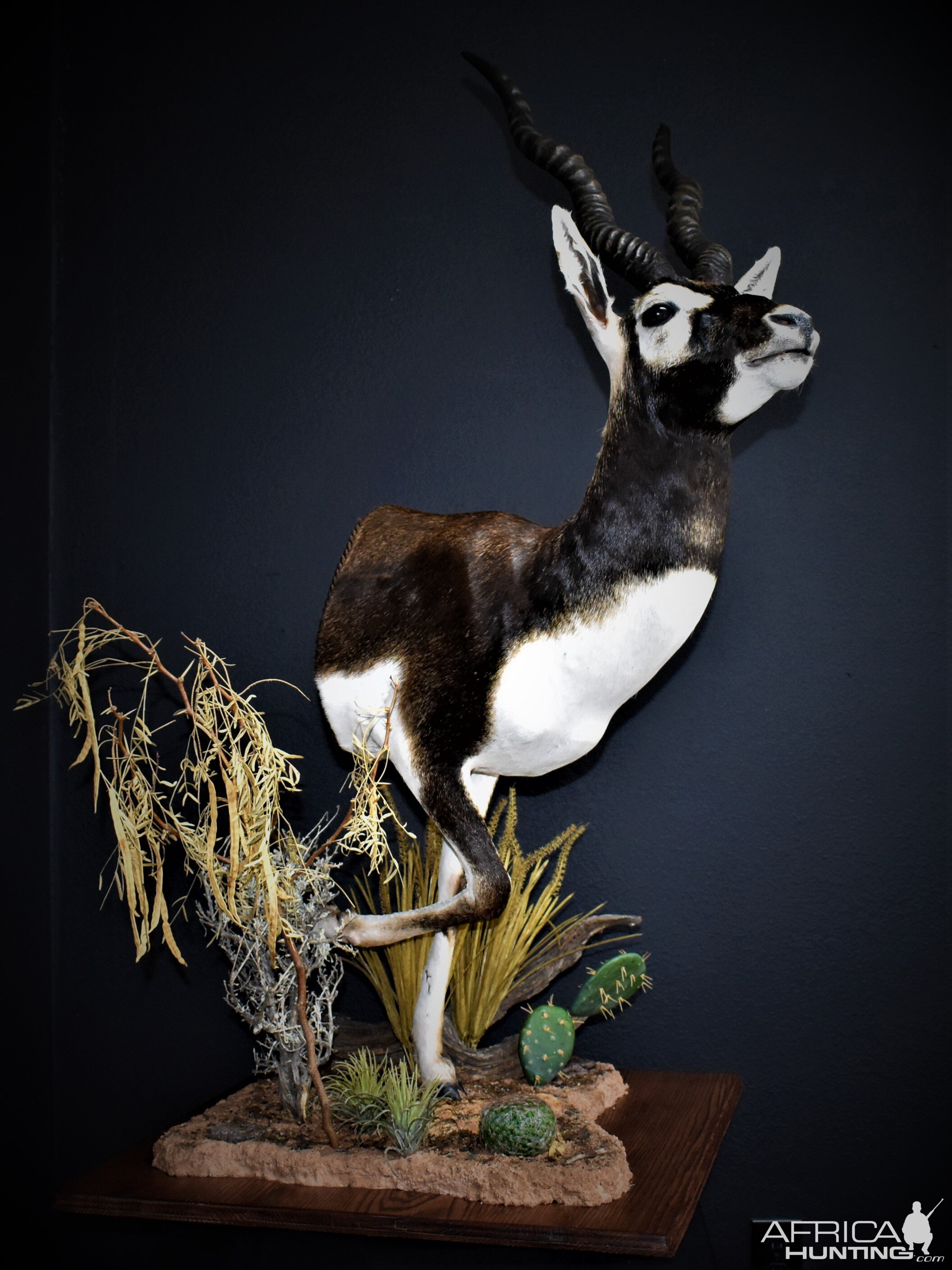 Blackbuck Antelope Half Mount Taxidermy