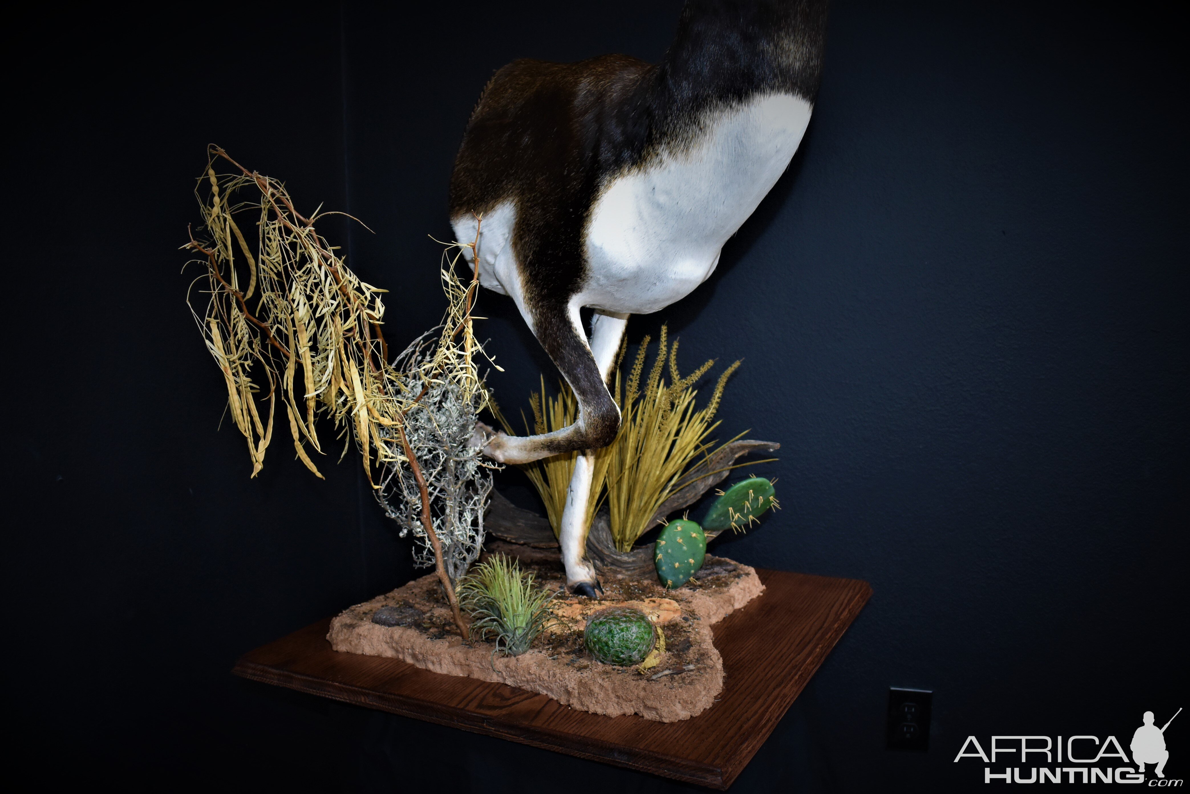 Blackbuck Antelope Half Mount Taxidermy