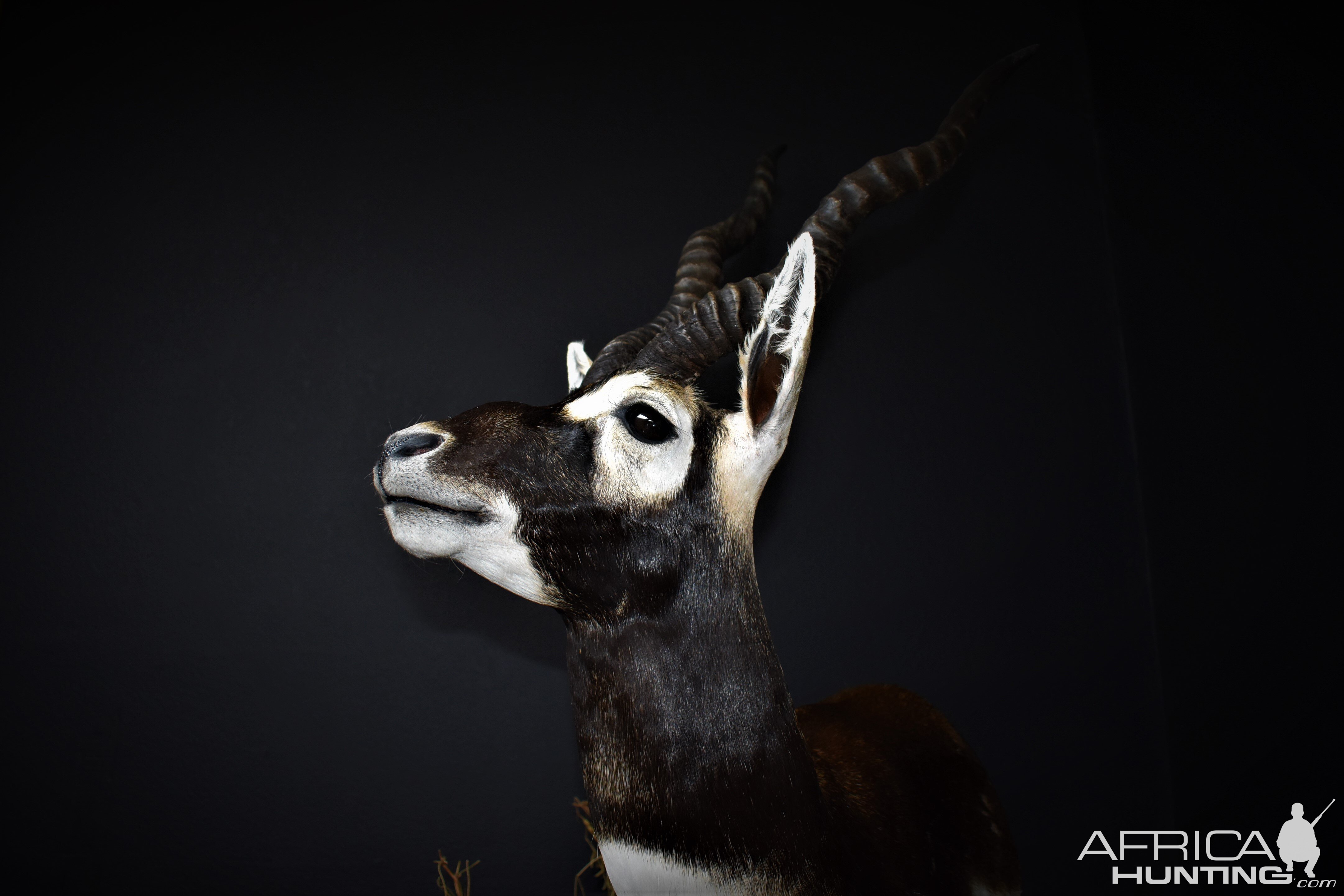 Blackbuck Antelope Half Mount Taxidermy