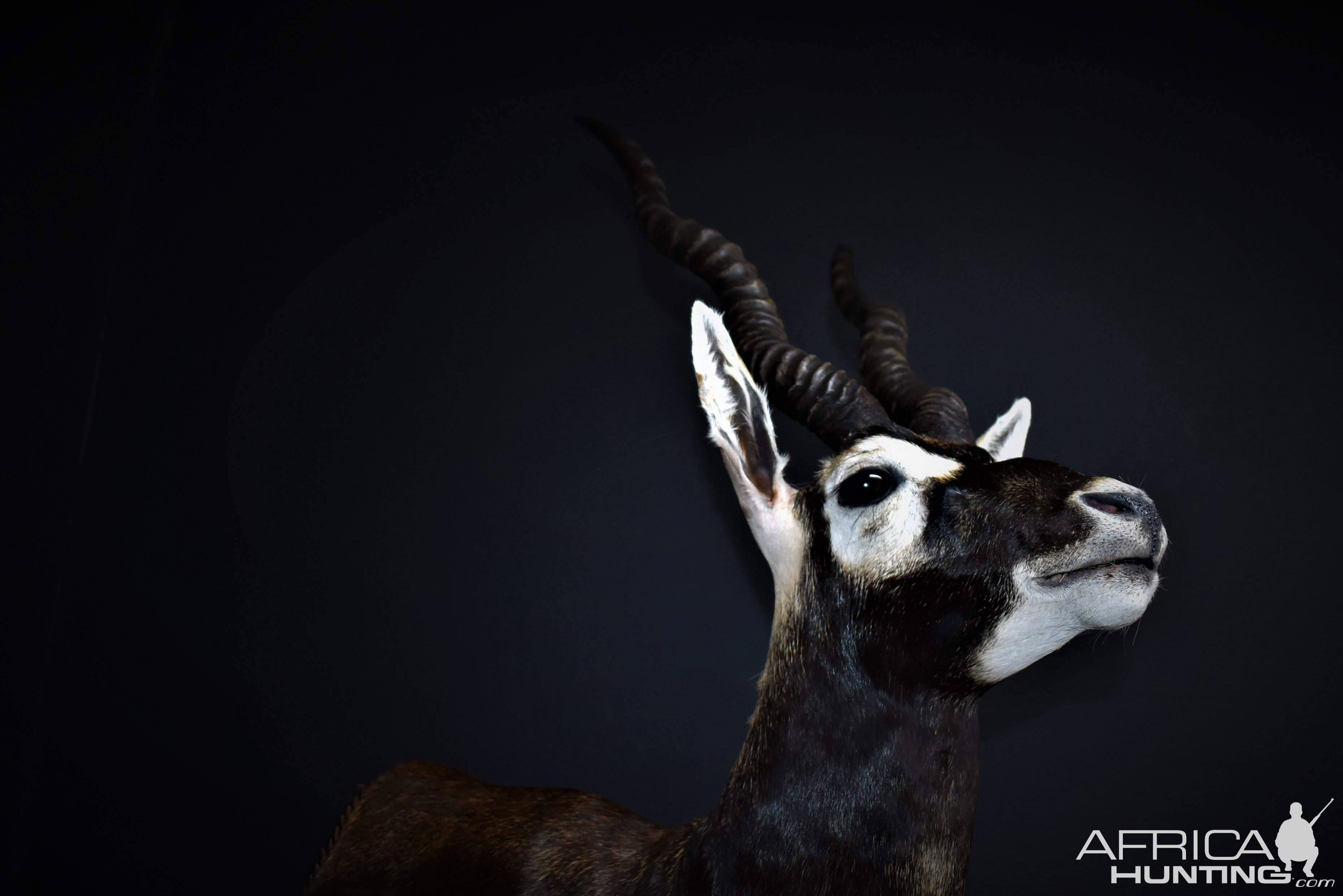 Blackbuck Antelope Half Mount Taxidermy