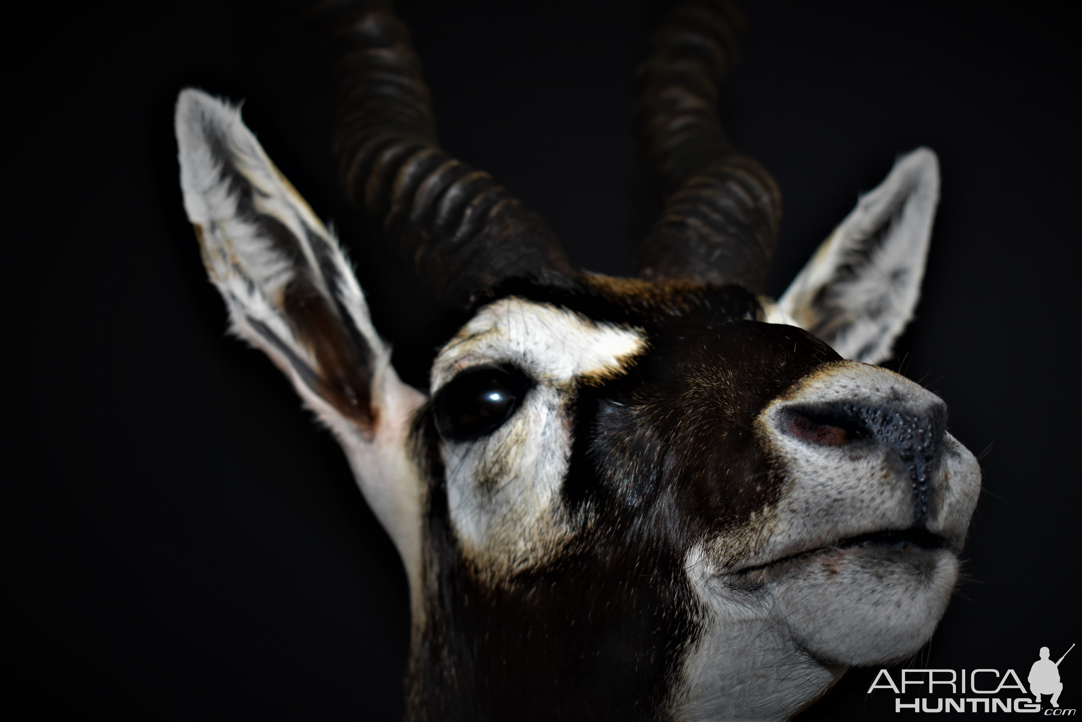 Blackbuck Antelope Half Mount Taxidermy