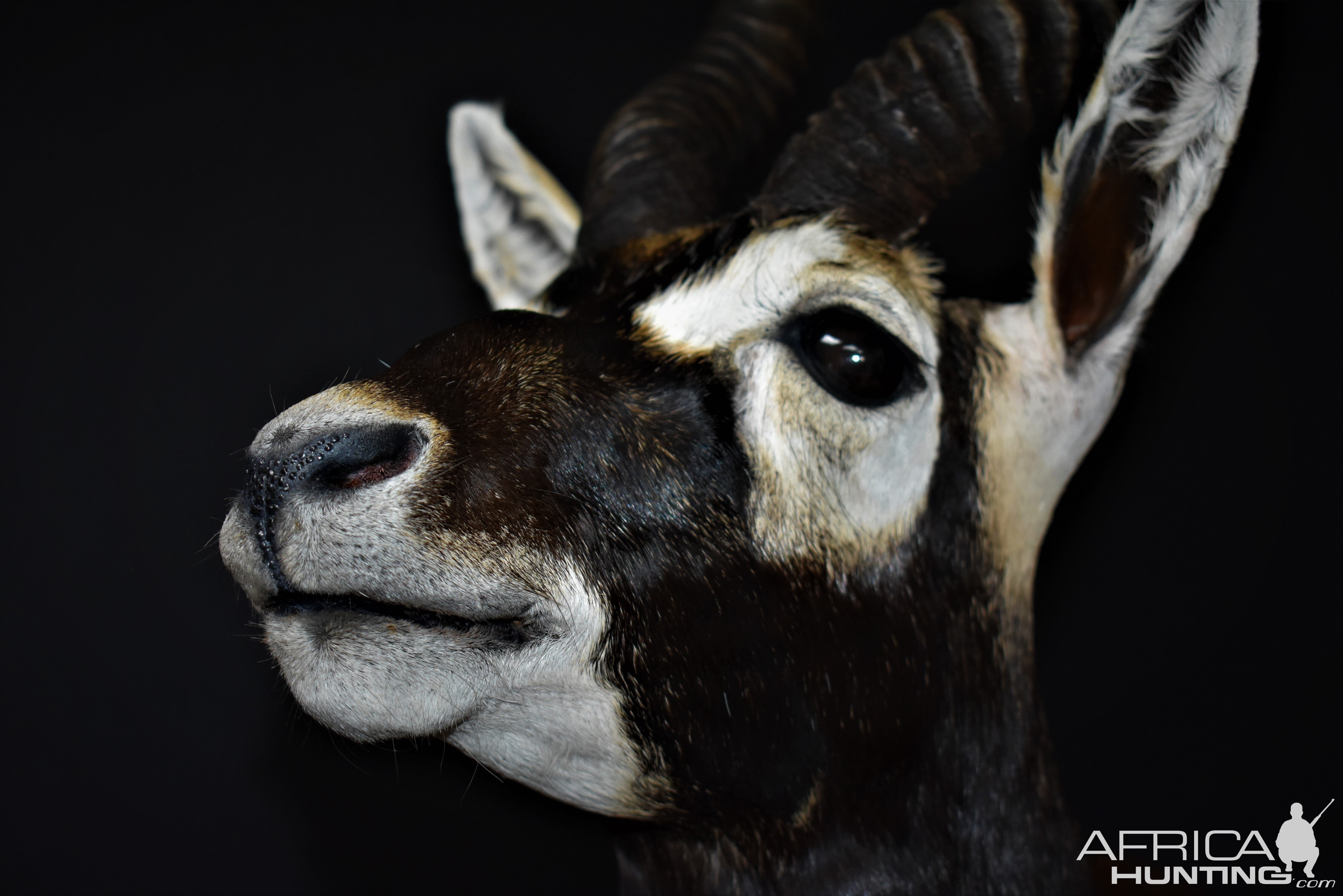 Blackbuck Antelope Half Mount Taxidermy