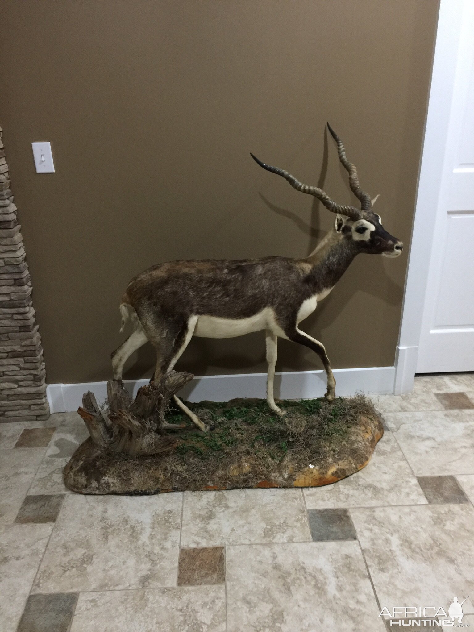 Blackbuck Full Mount Taxidermy