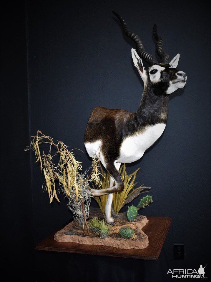 Blackbuck Half Mount Pedestal Taxidermy