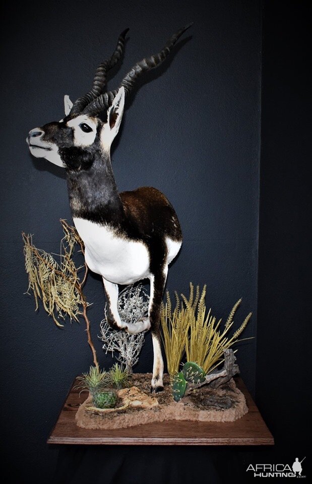 Blackbuck Half Mount Taxidermy