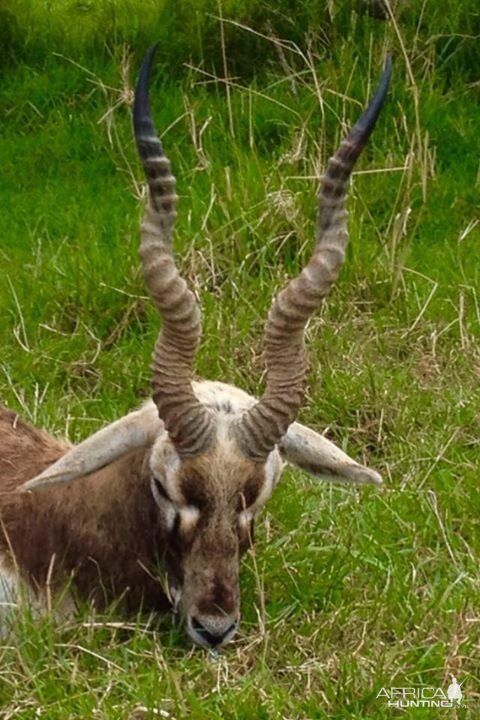 Blackbuck Hunt Argentina