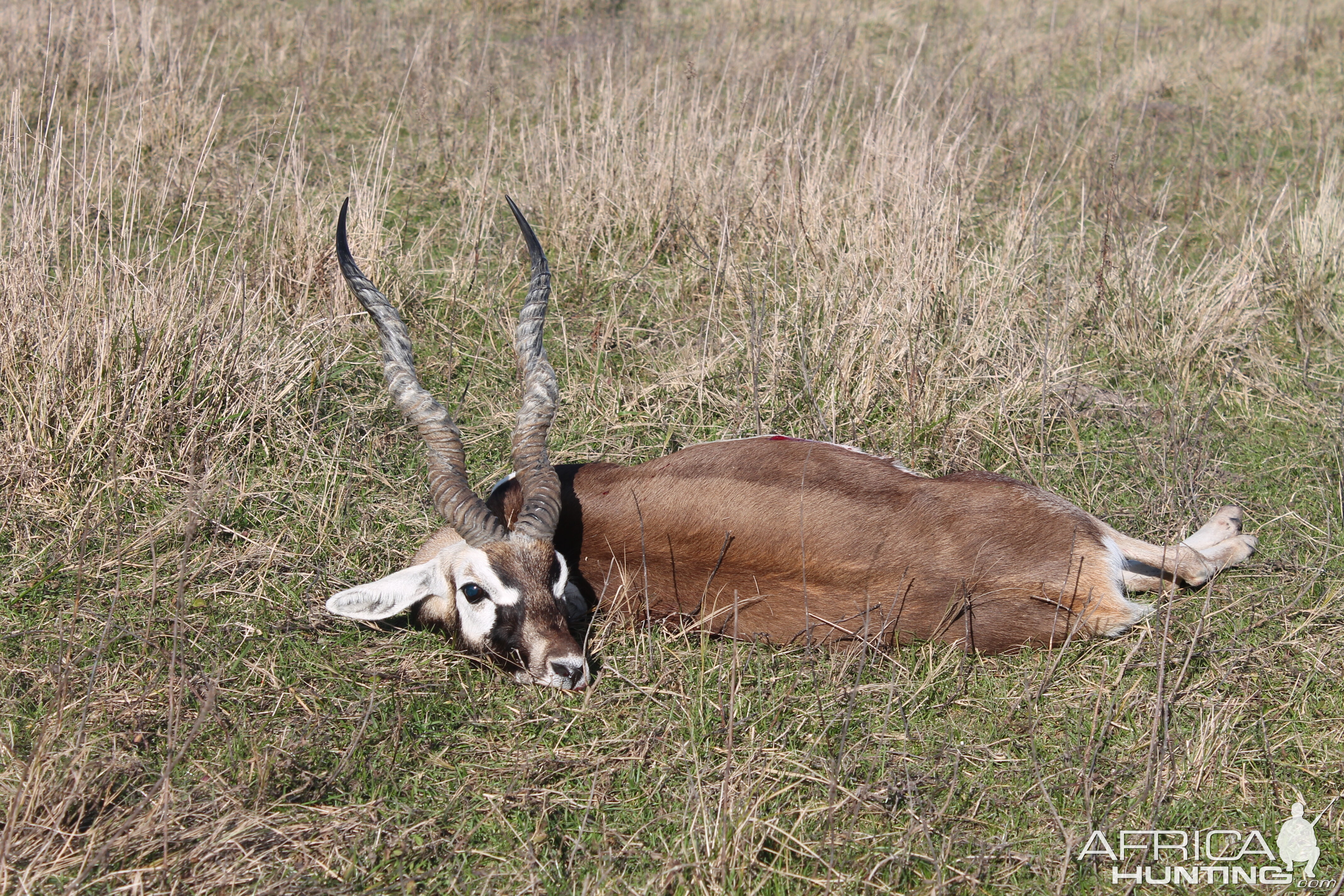 Blackbuck Hunting Argentina