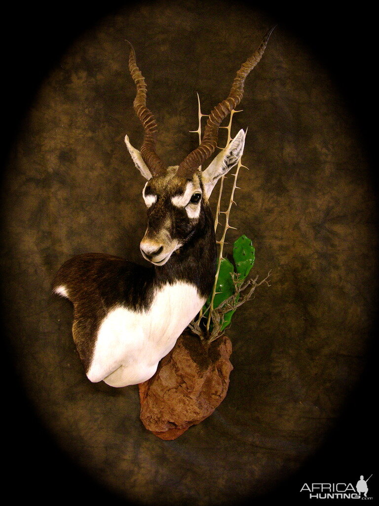 Blackbuck Shoulder Mount Taxidermy