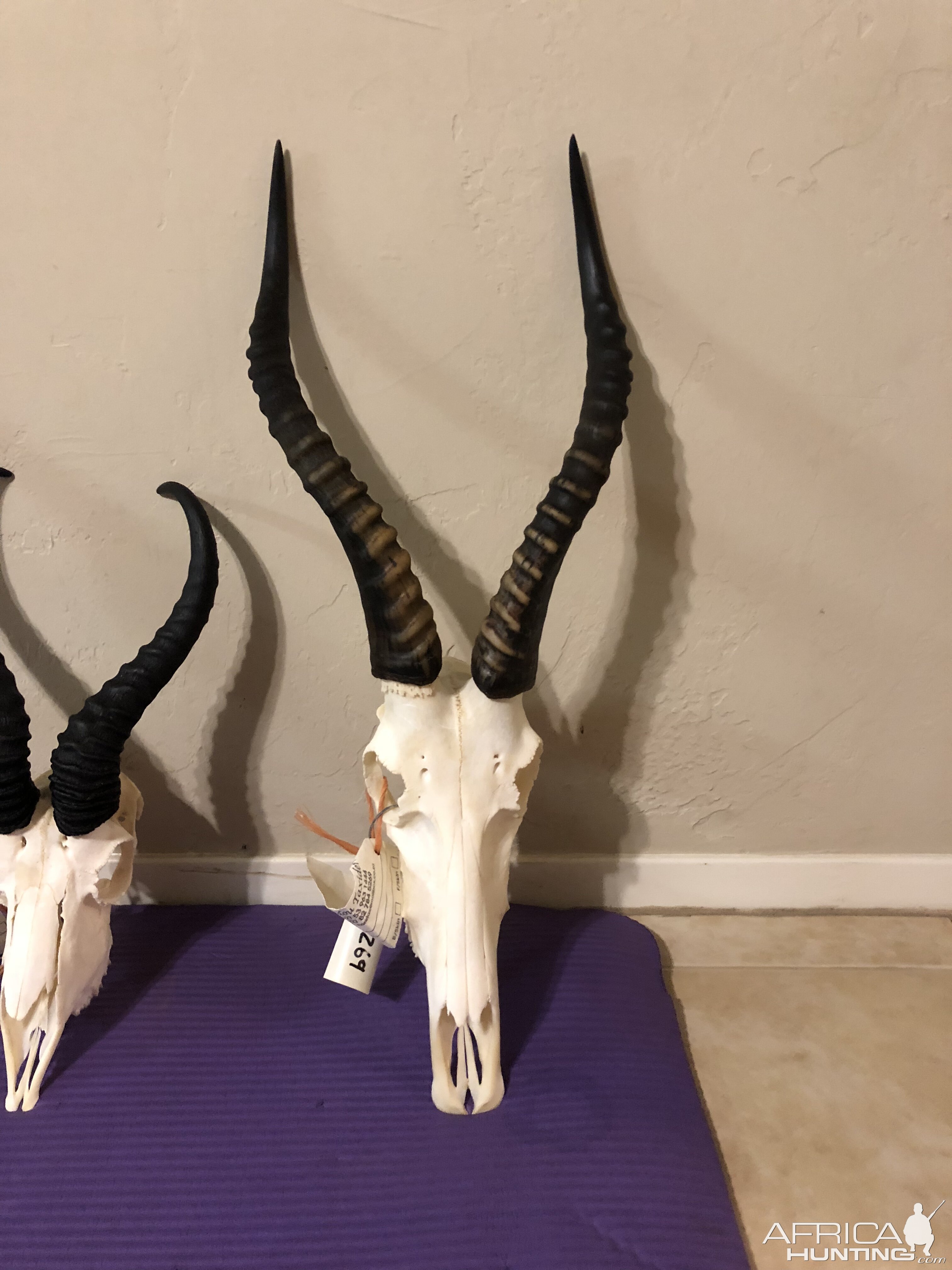 Blesbok European Skull Mount Taxidermy