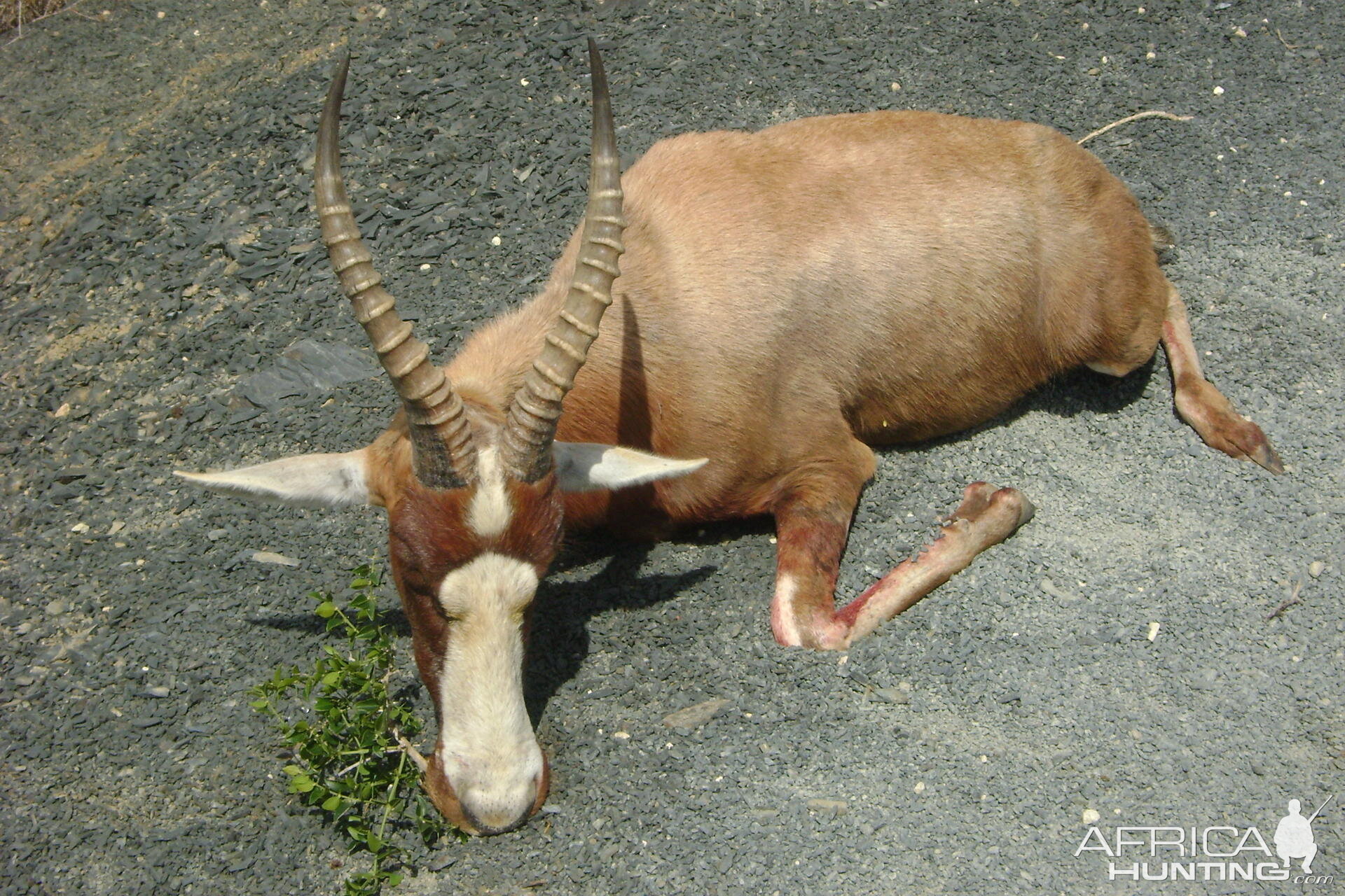 Blesbok hunt Eastern Cape SA