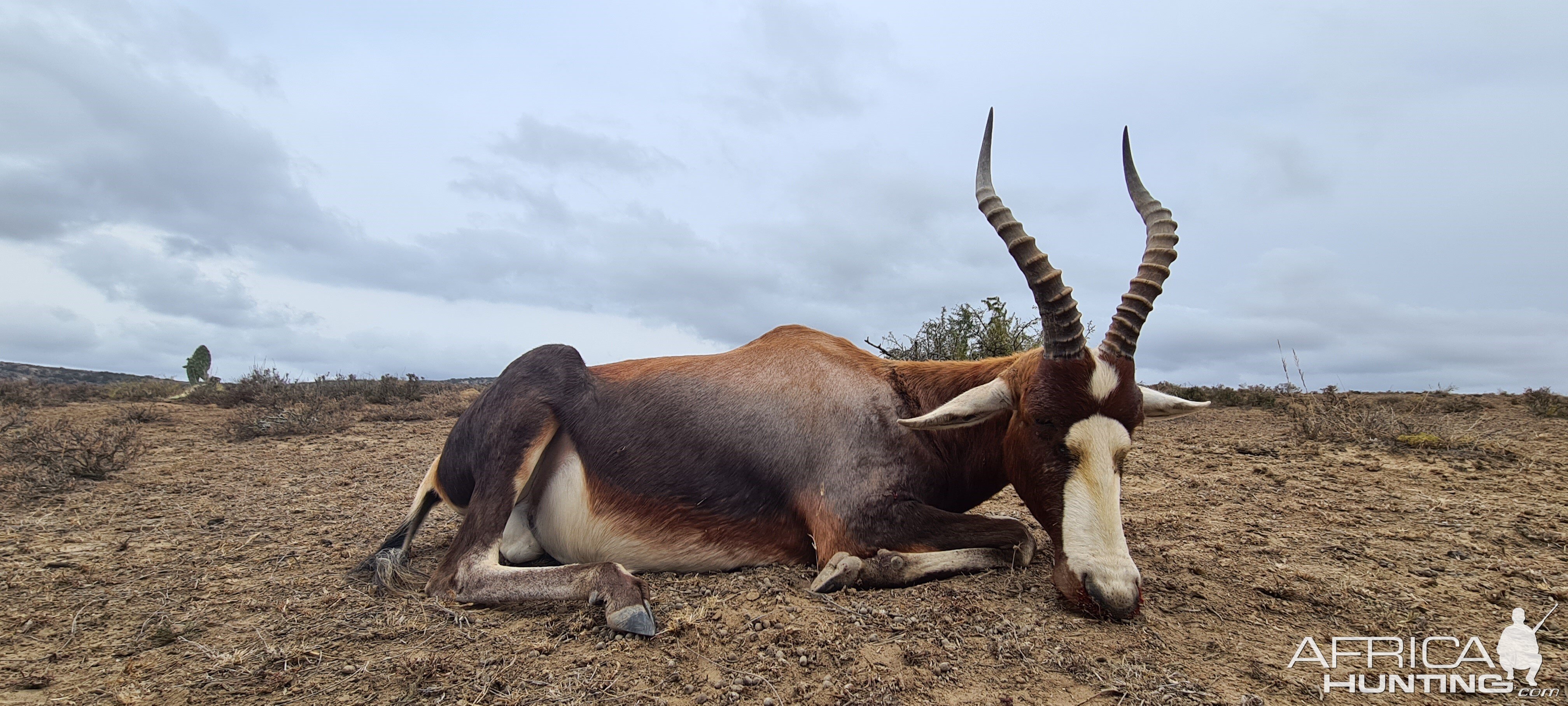 Blesbok Hunt Eastern Cape South Africa