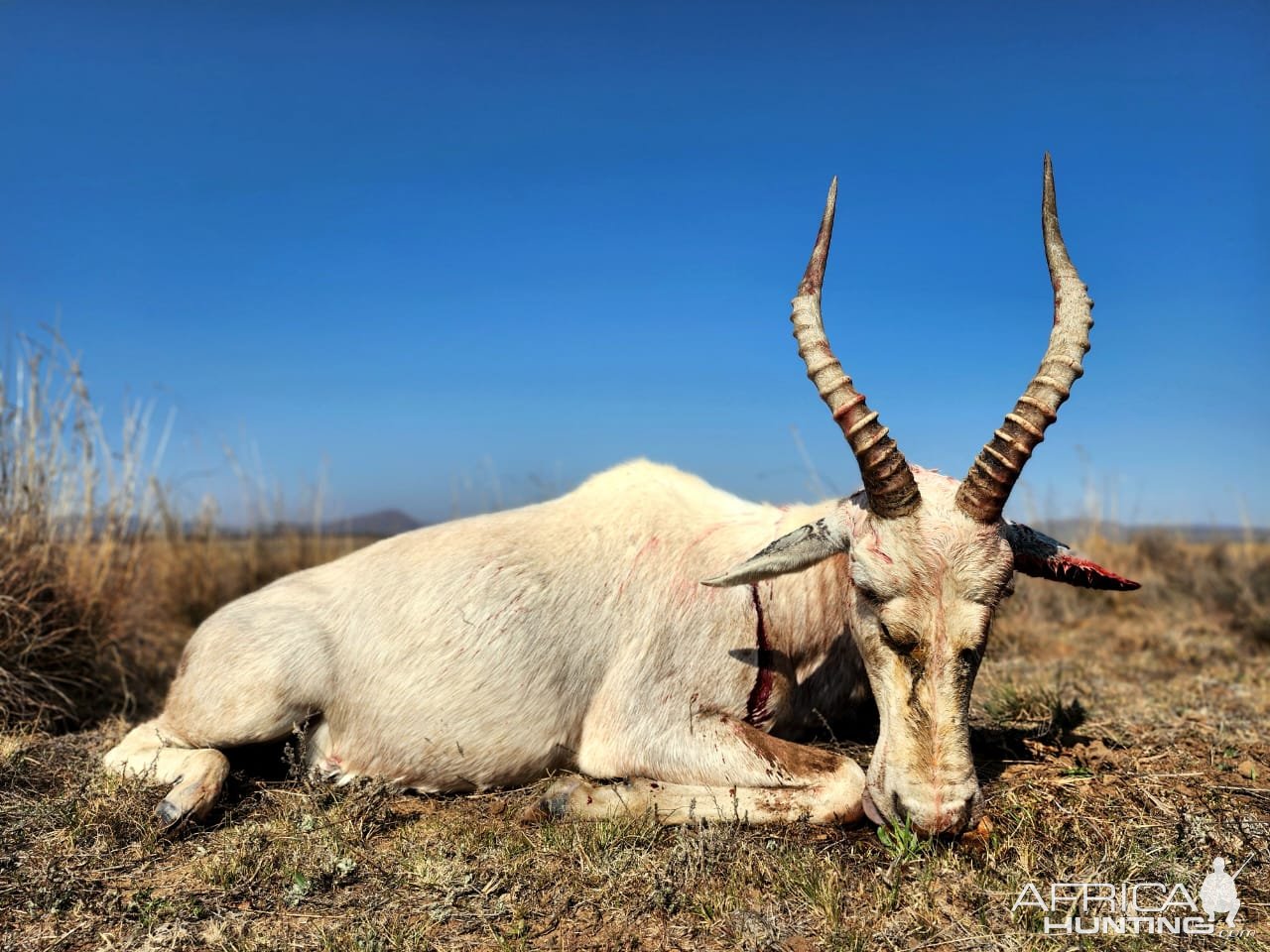 Blesbok Hunt Eastern Cape South Africa