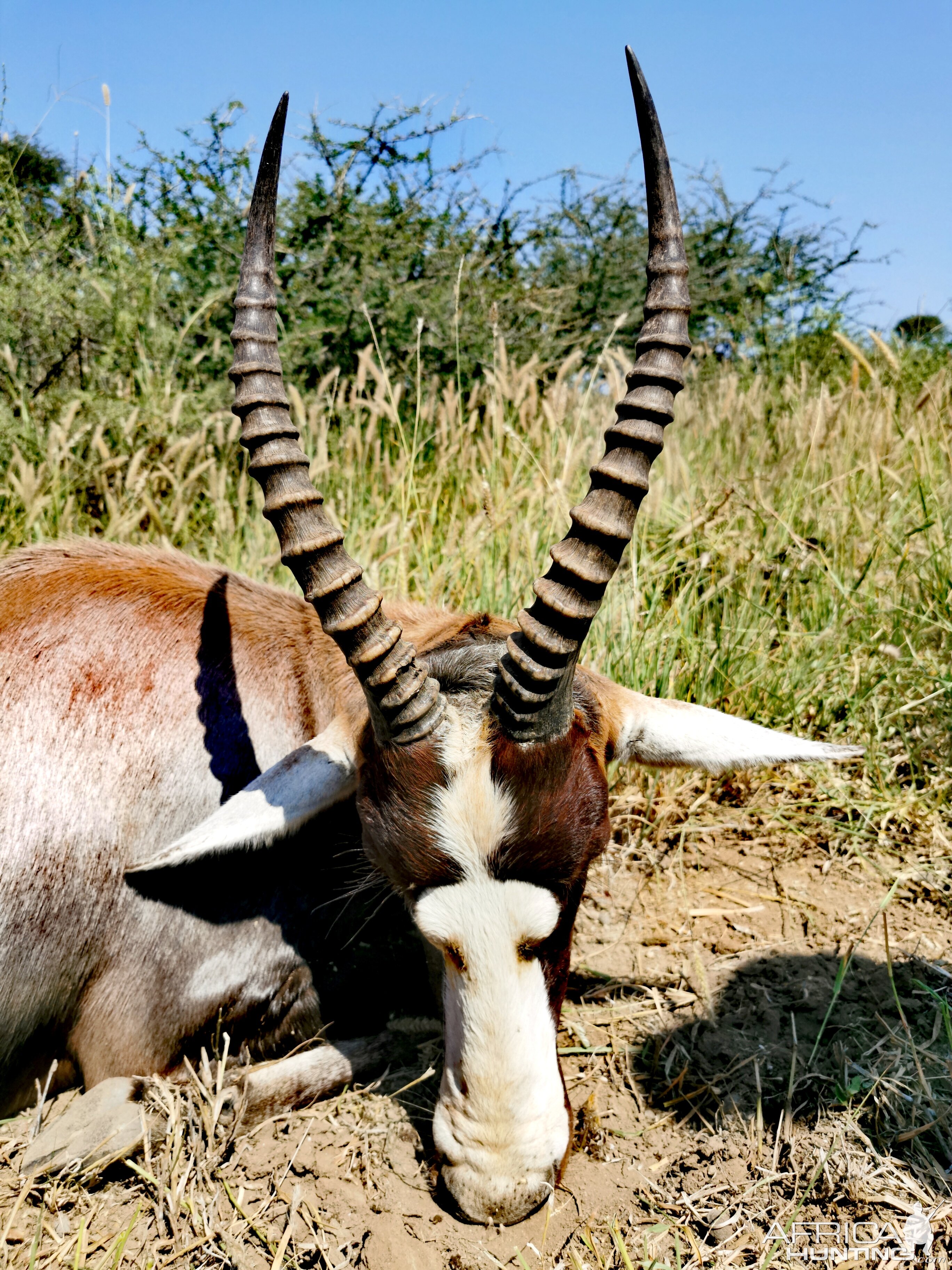 Blesbok Hunt South Africa