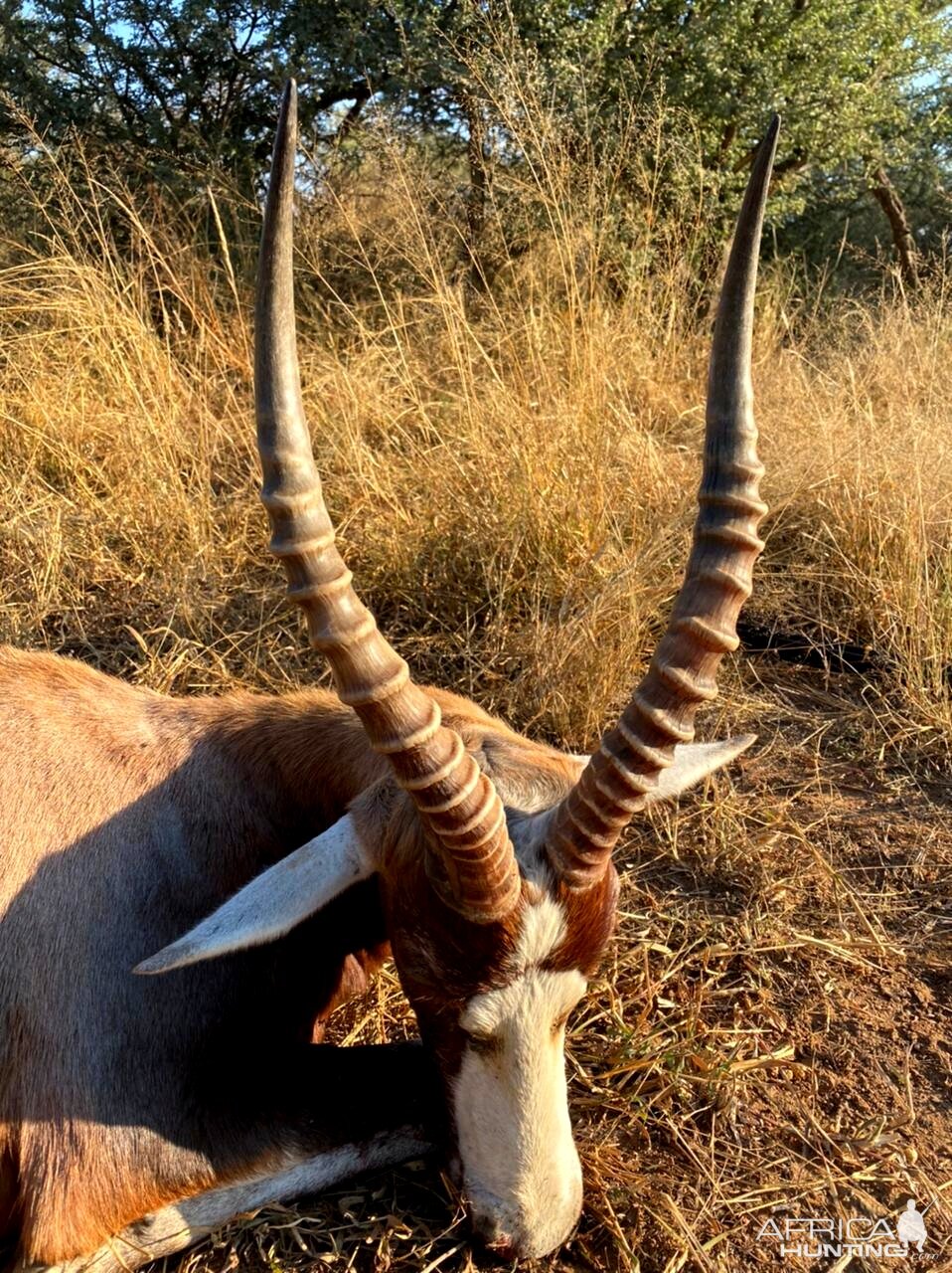 Blesbok Hunt South Africa