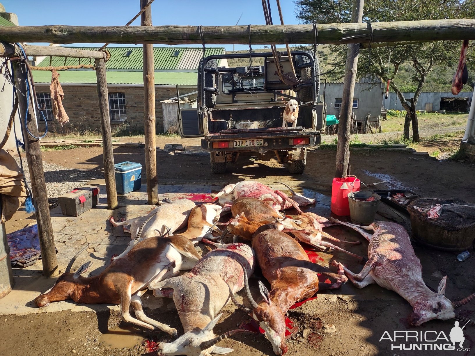 Blesbok Hunt South Africa