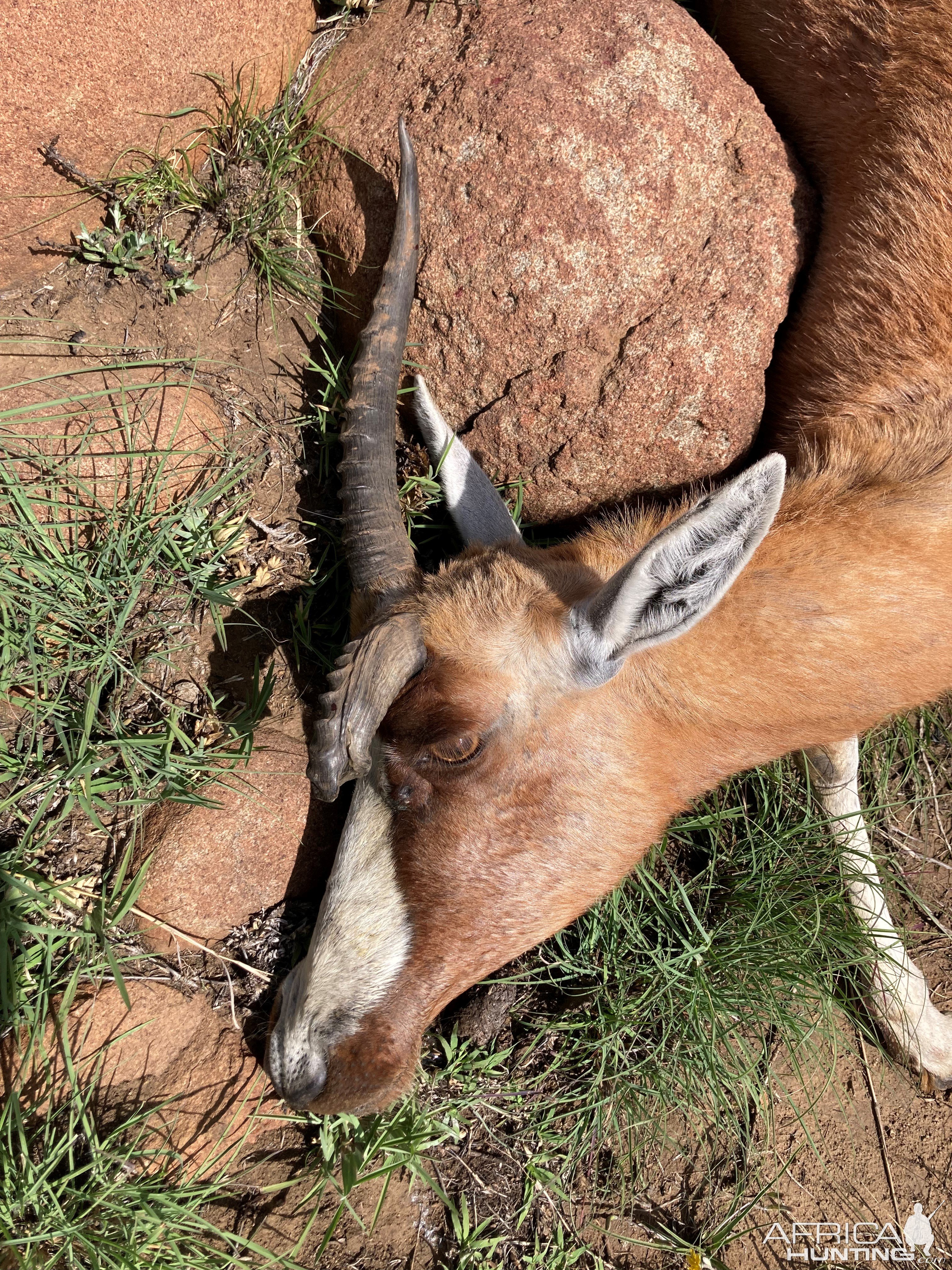 Blesbok Hunt South Africa