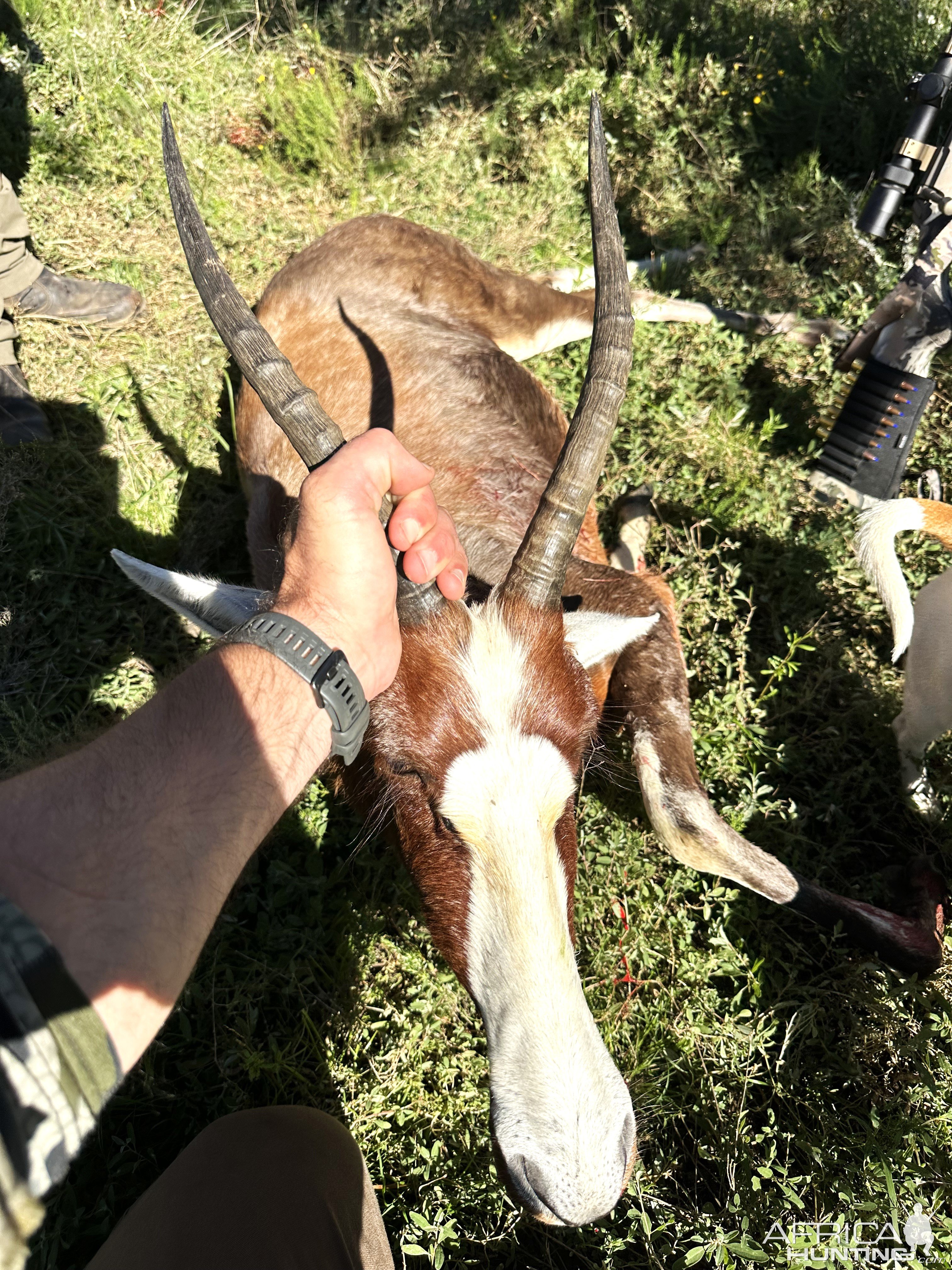 Blesbok Hunt South Africa