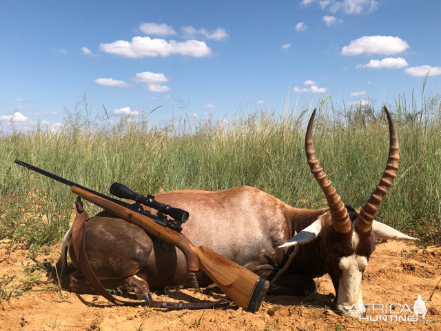 Blesbok Hunt South Africa