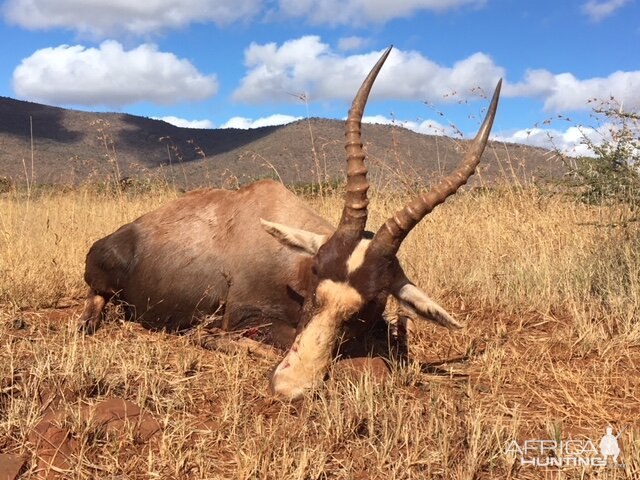 Blesbok Hunt South Africa