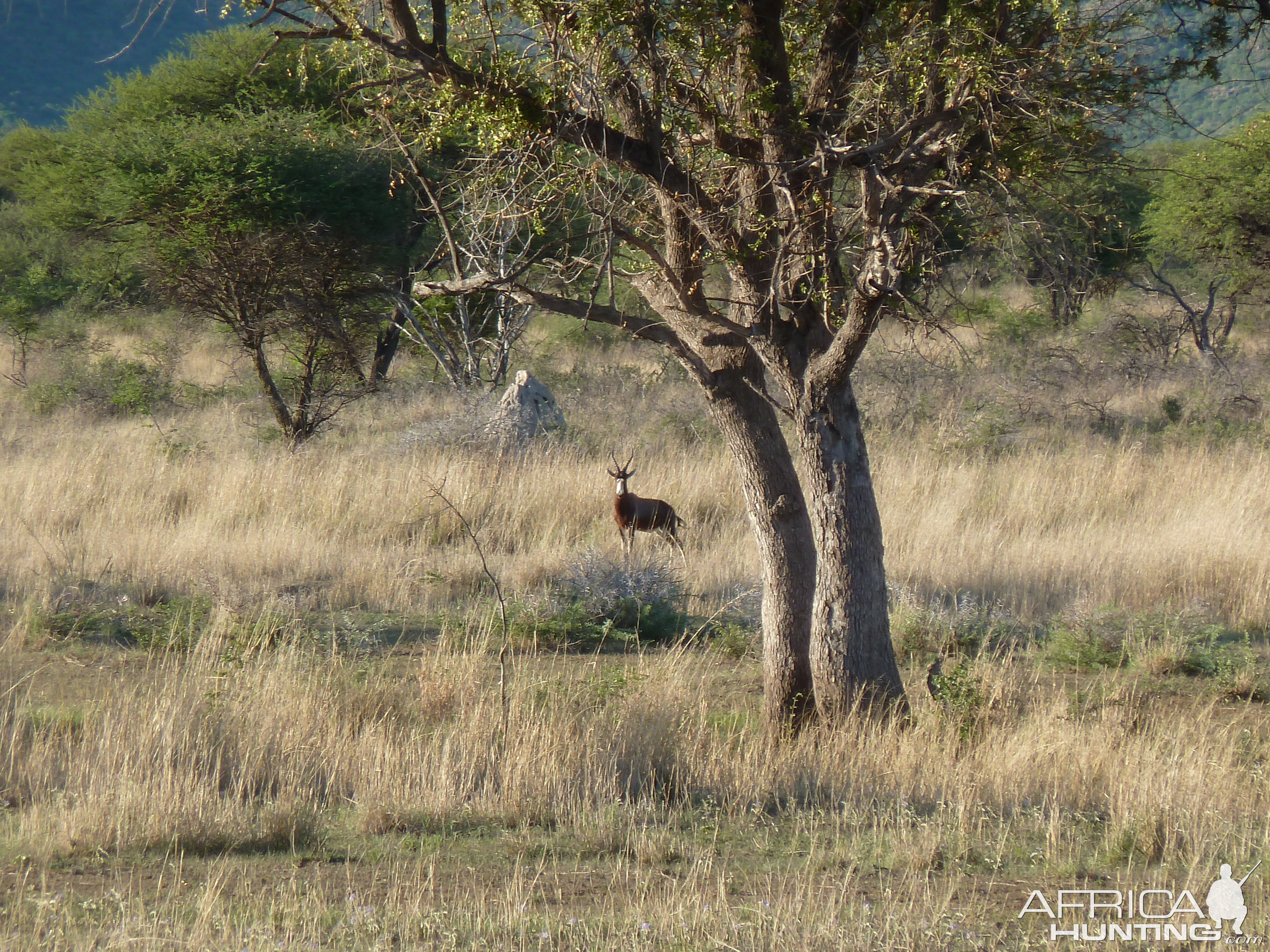 Blesbok Namibia