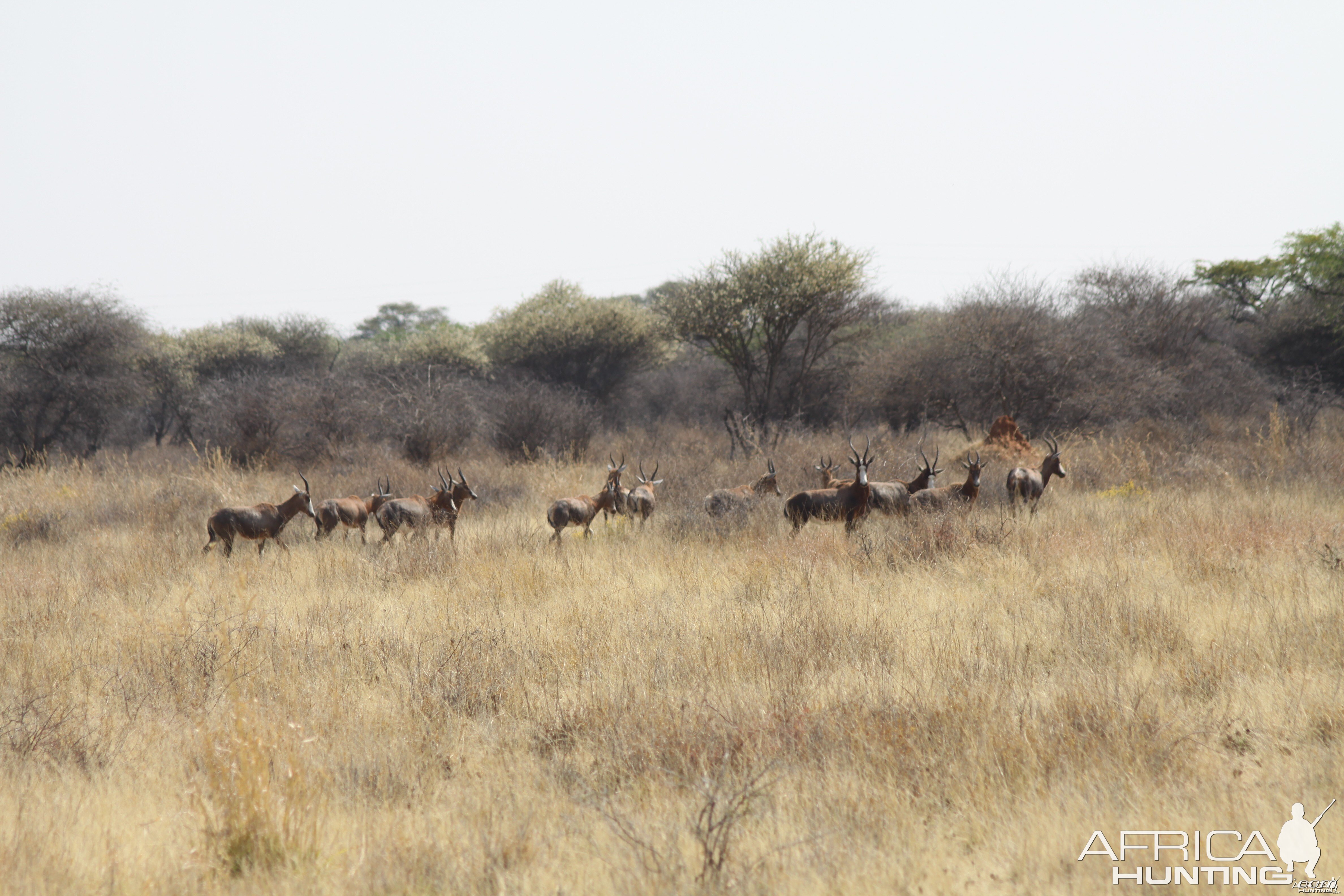 Blesbok Namibia