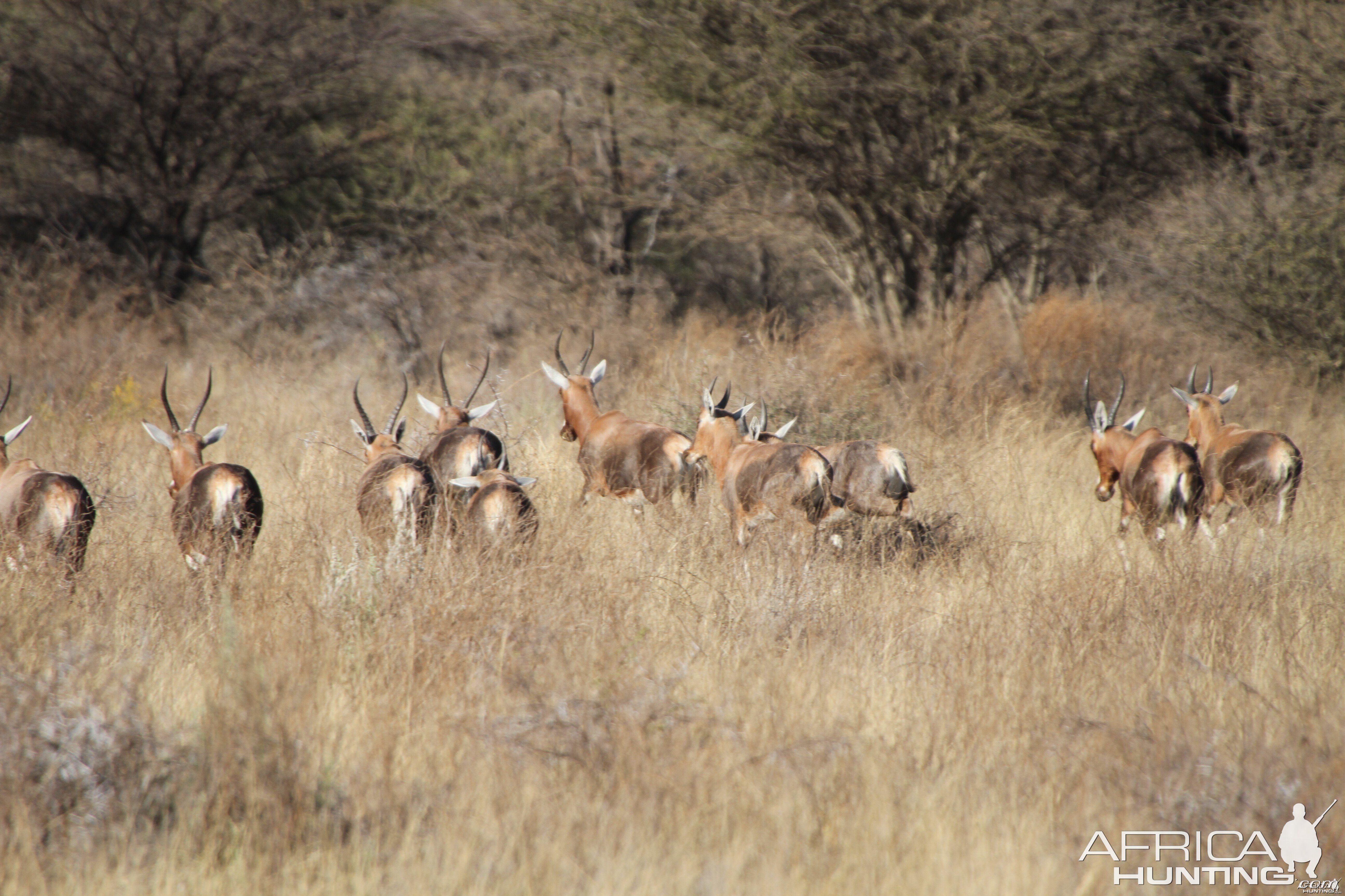 Blesbok Namibia